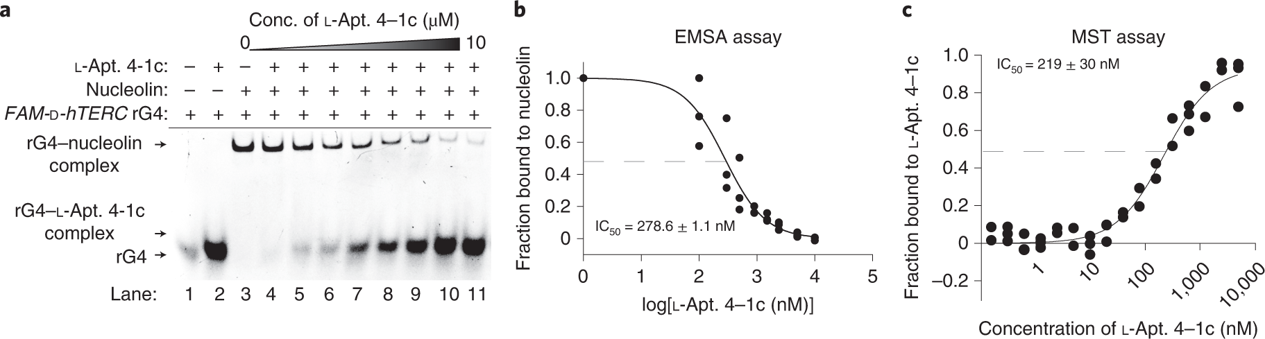 Fig. 14: Inhibition of d-hTERC rG4–nucleolin protein interaction with l-Apt. 4-1c.