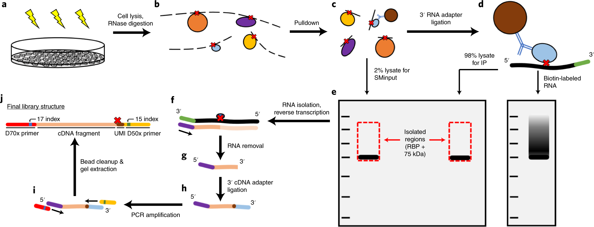 Fig. 2: Overview of the seCLIP protocol.