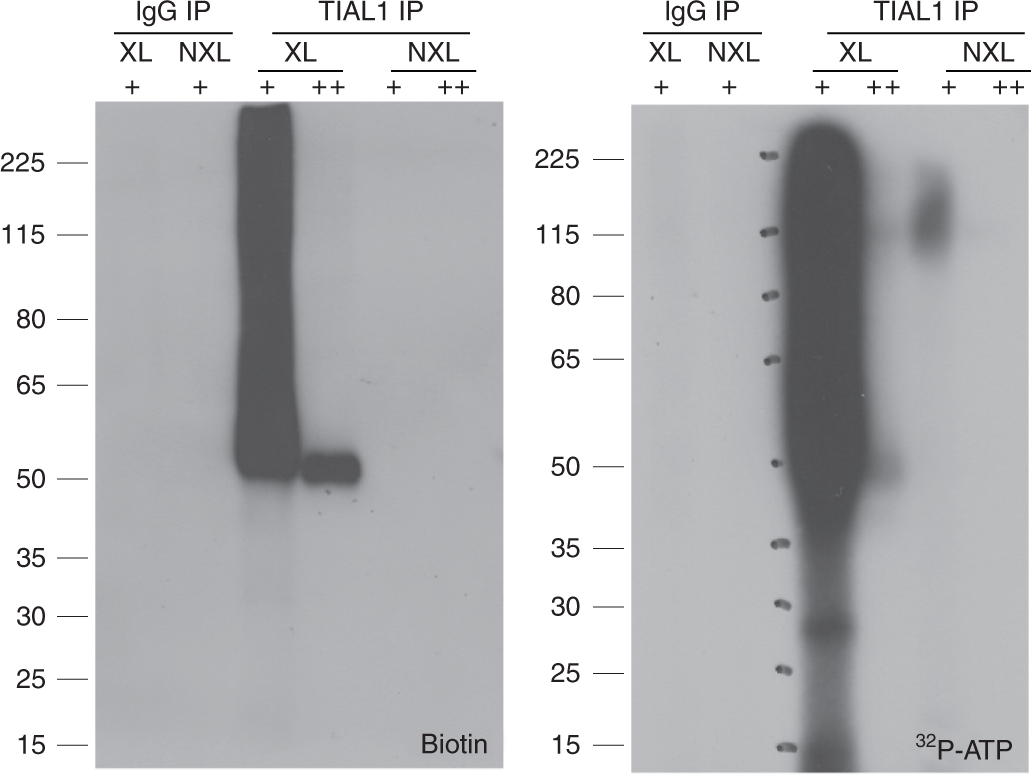 Fig. 5: Comparative visualization of biotin-labeled RNA detected by streptavidin-HRP and radiolabeled RNA.