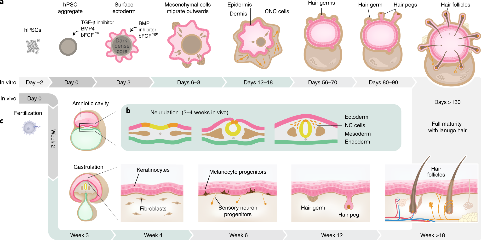 Fig. 1: Schematics comparing in vivo and in vitro skin organogenesis.