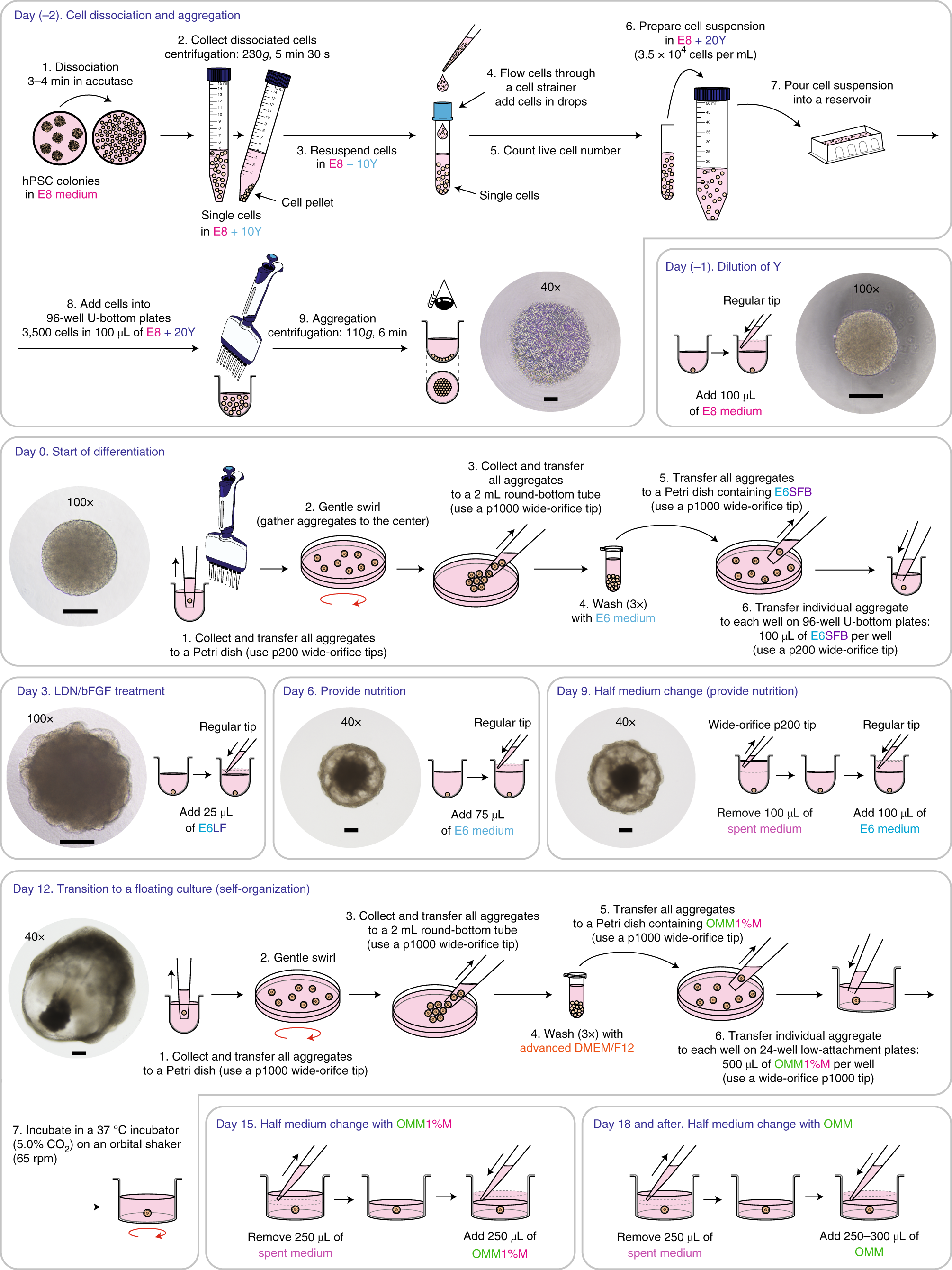 Fig. 2: Illustration of day-by-day differentiation protocol and representative checkpoint images.