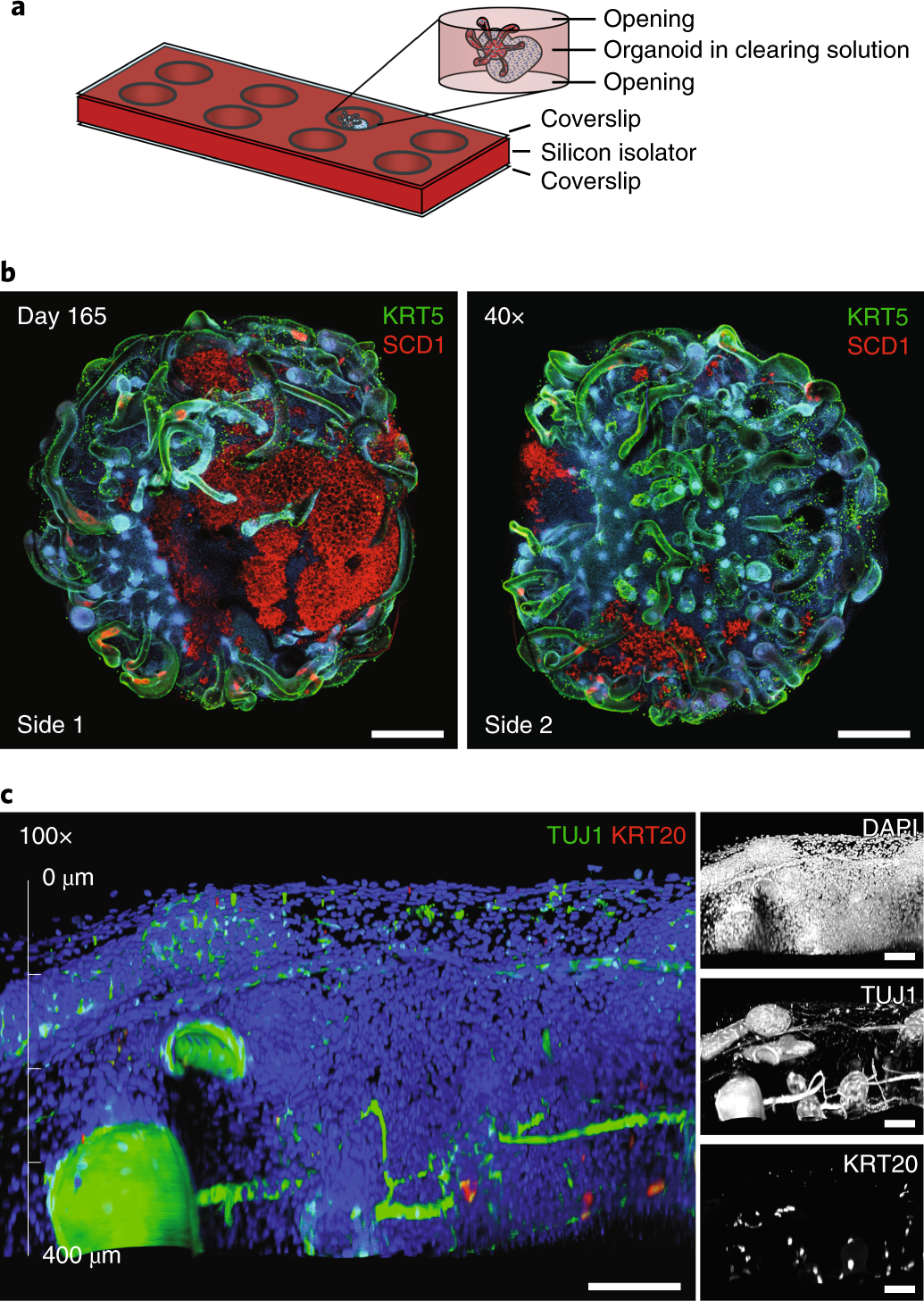 Fig. 4: qCe3D whole-mount immunostaining.