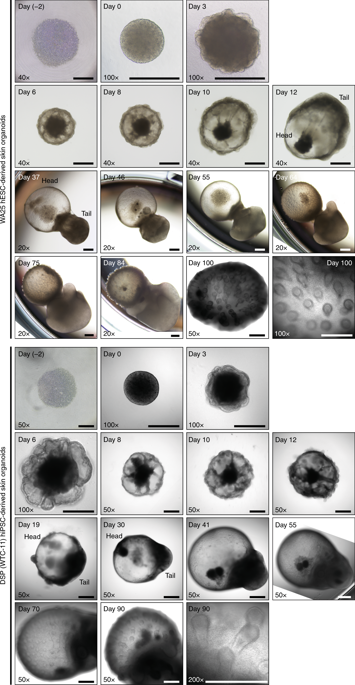 Fig. 5: Morphologies of developing skin organoids during differentiation.