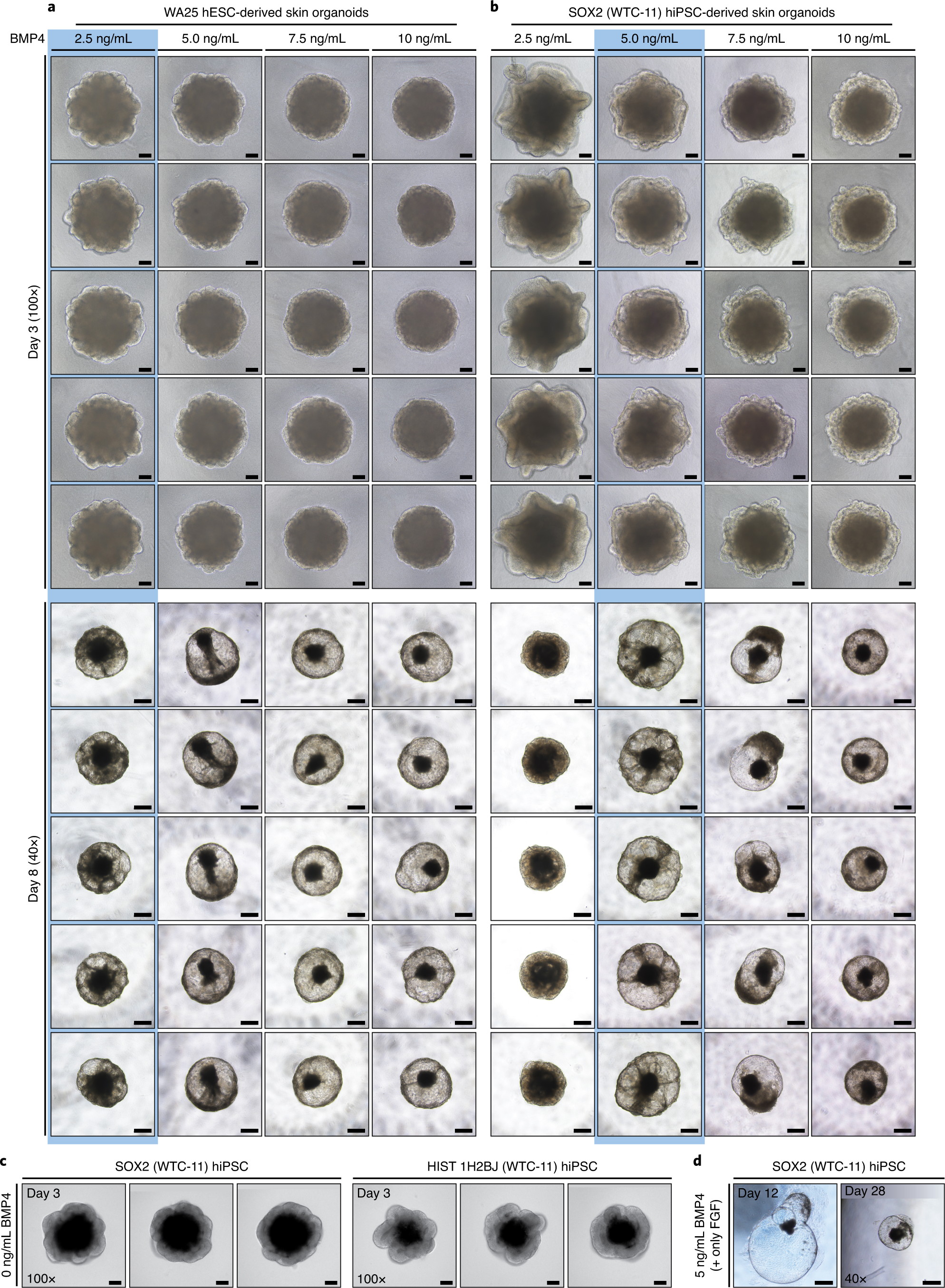 Fig. 6: Morphological differences of skin organoids incubated with differing BMP4 concentrations.