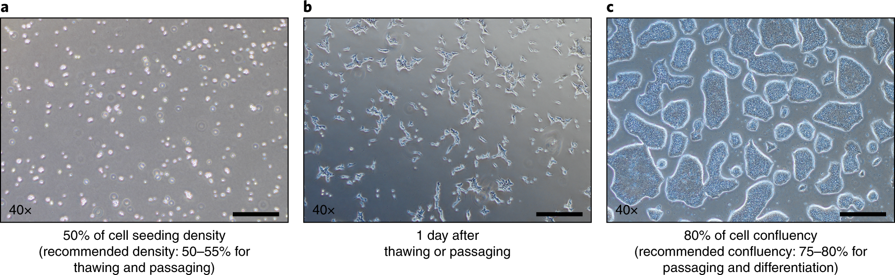 Fig. 7: Representative phase-contrast images of recommended cell seeding density and cell confluency.