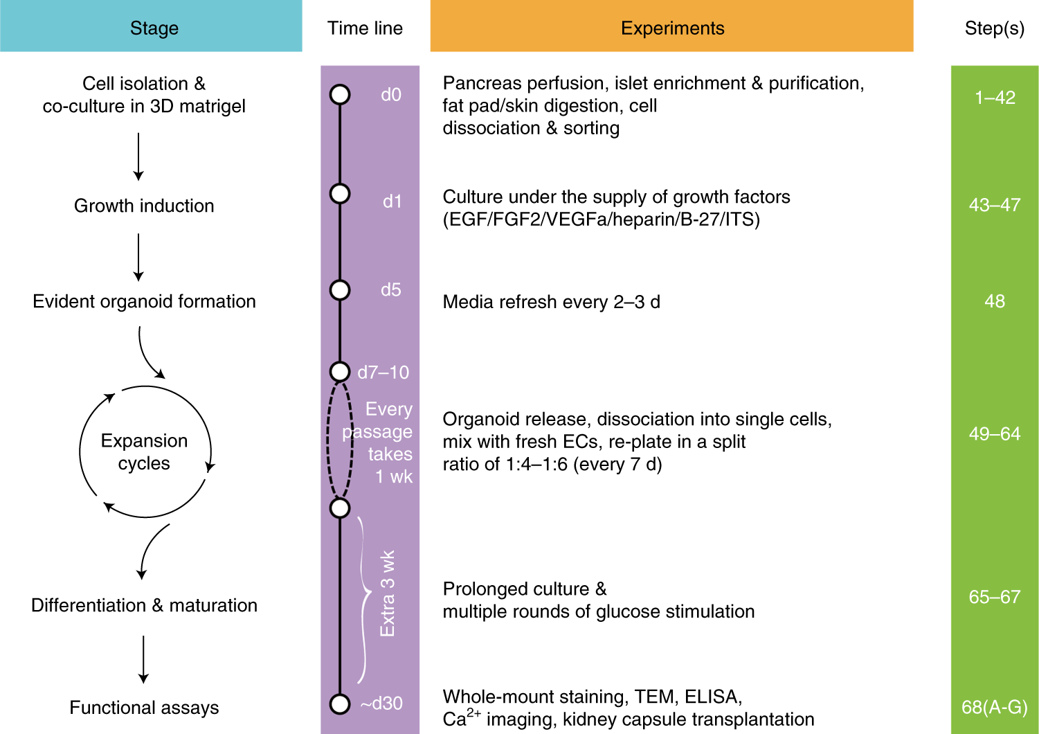 Fig. 1: Schematic diagram of the time line for generating islet organoids.