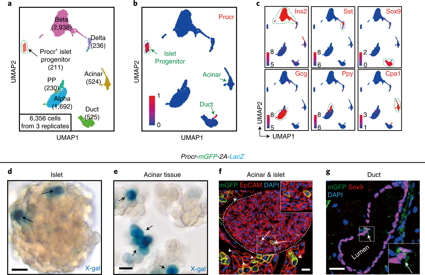 Fig. 2: Expression of Procr in mouse pancreatic cells.