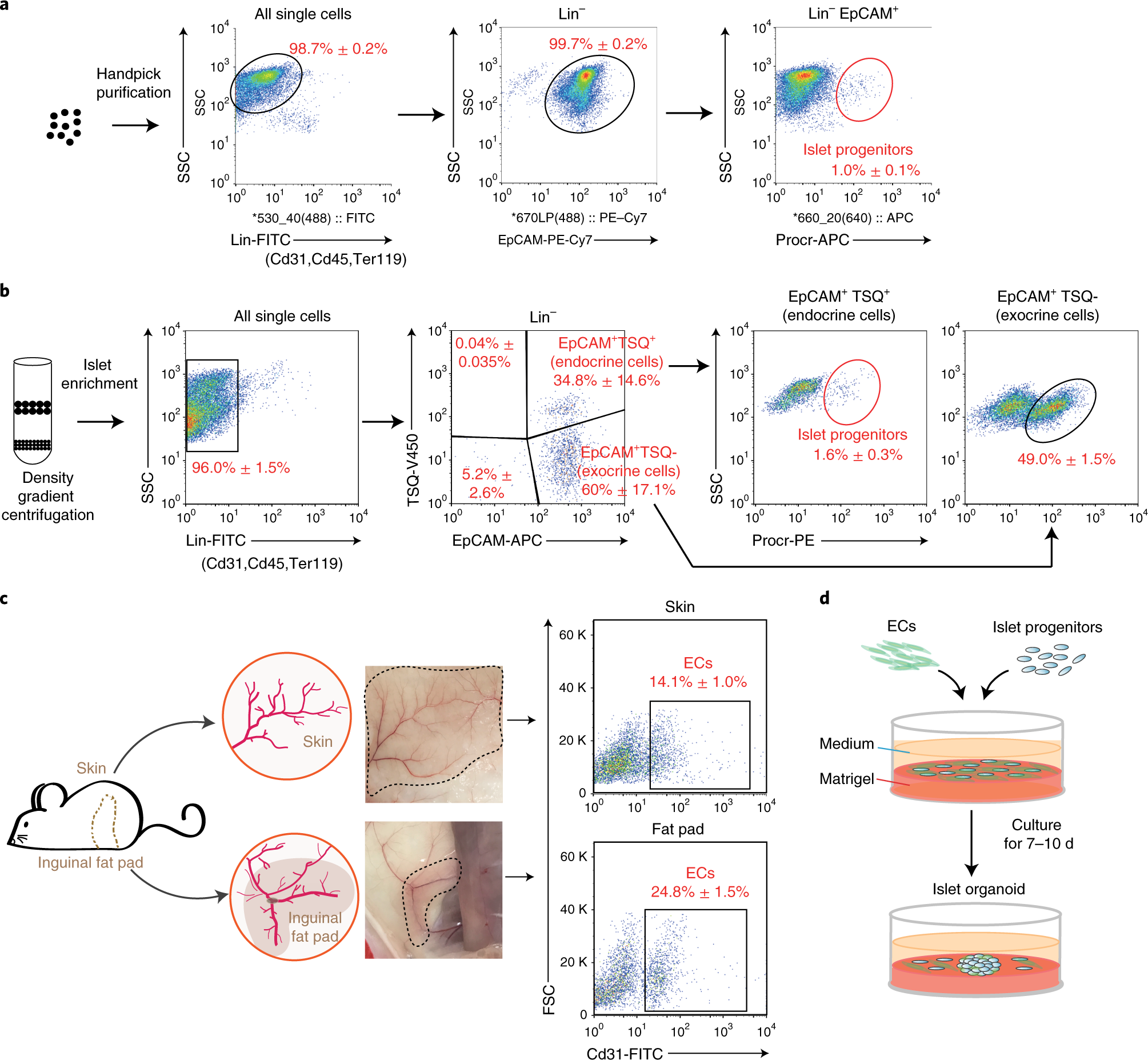 Fig. 4: FACS sorting of Procr+ islet progenitors and Cd31+ ECs for in vitro culture.