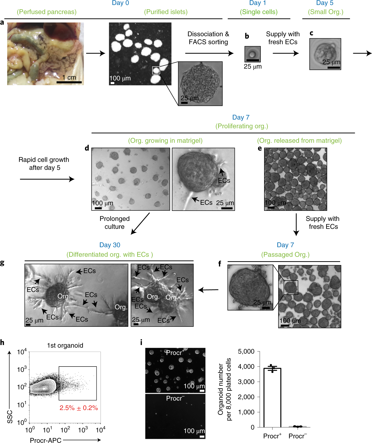 Fig. 5: Bright-field images of the islet organoids at different time points.