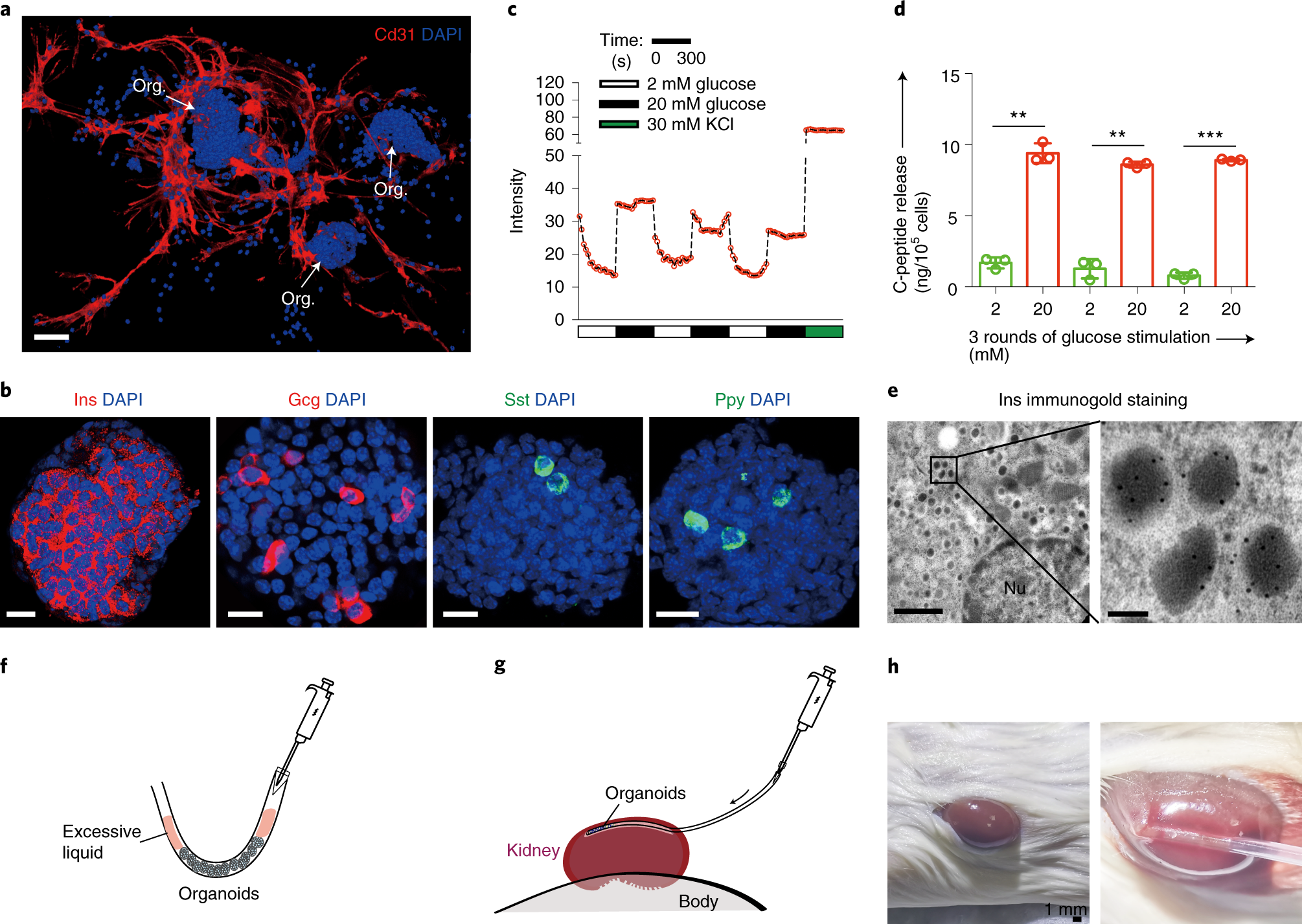 Fig. 6: Characterization of the islet organoids in vitro and the organoid cells in vivo.