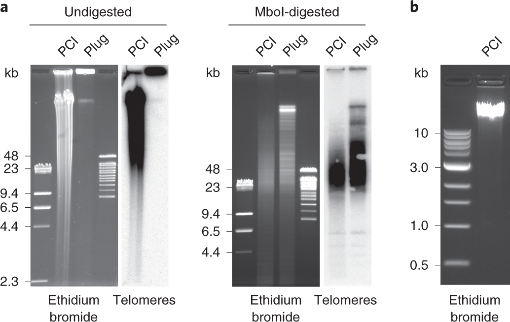 Fig. 1: Size distribution of the extracted gDNA.