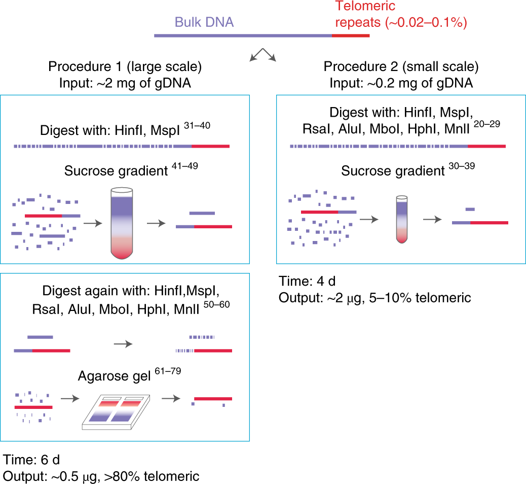 Fig. 2: Schematic representation of the steps of the telomere enrichment procedure.