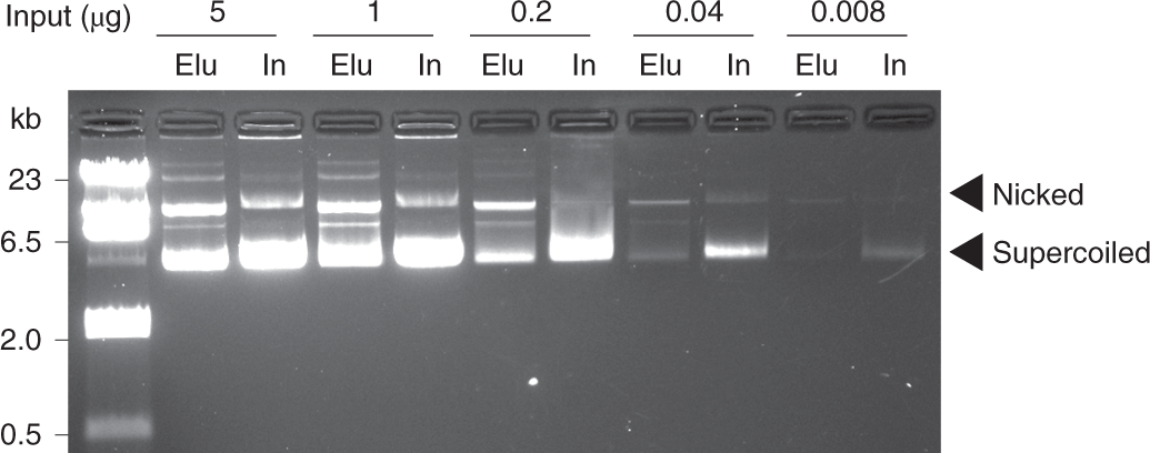 Fig. 6: Recovery efficiency of a plasmid DNA prep (Addgene no. 24150) with the silica beads gel extraction kit.