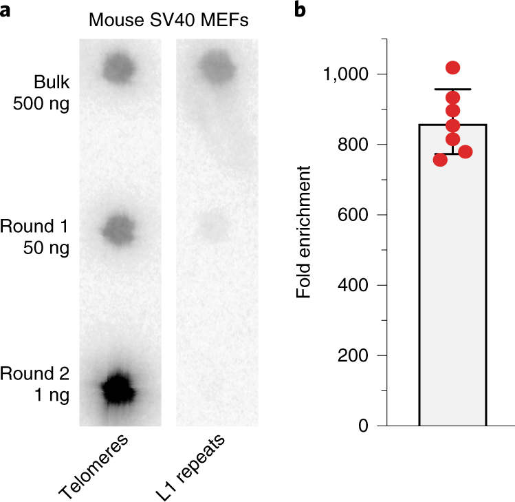 Fig. 7: Quantification of telomere enrichment in dot-blot and single-molecule analysis of DNA fibers.
