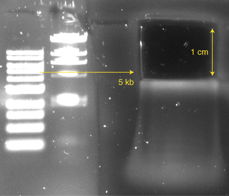 Fig. 8: A preparative agarose gel after the removal of the HMW area.