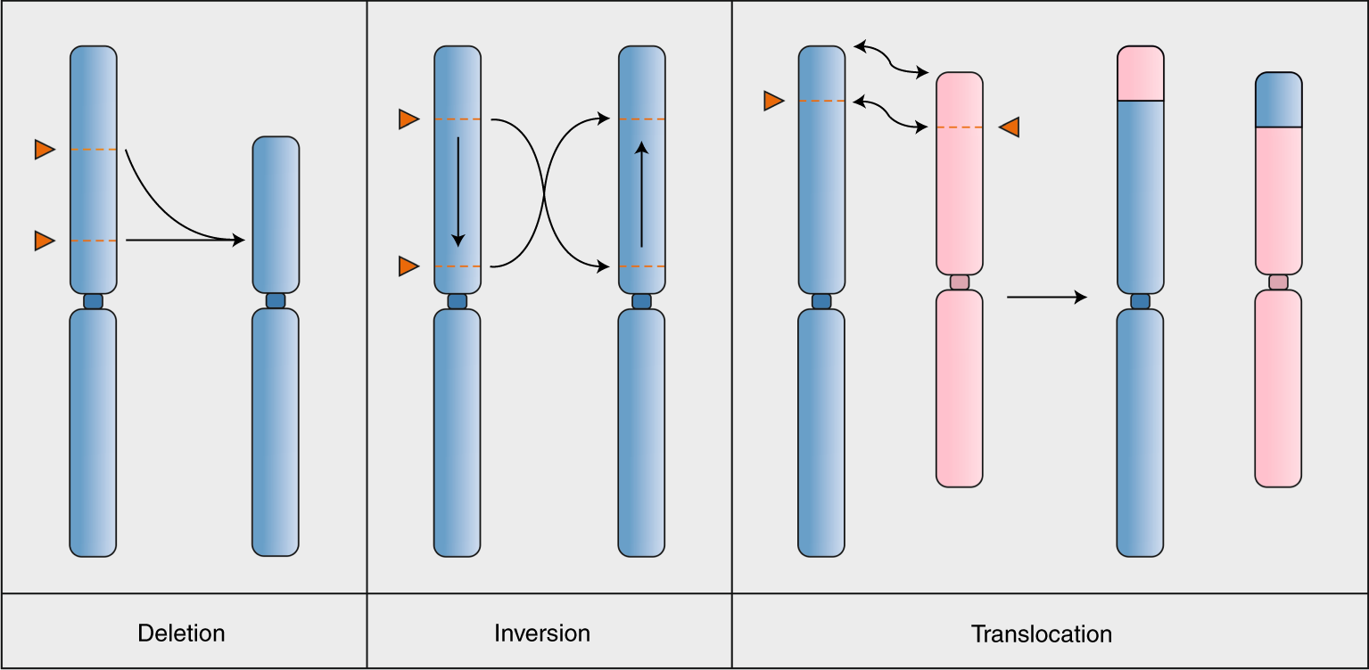 Fig. 1: Examples of chromosomal rearrangements generated by chromosome engineering.