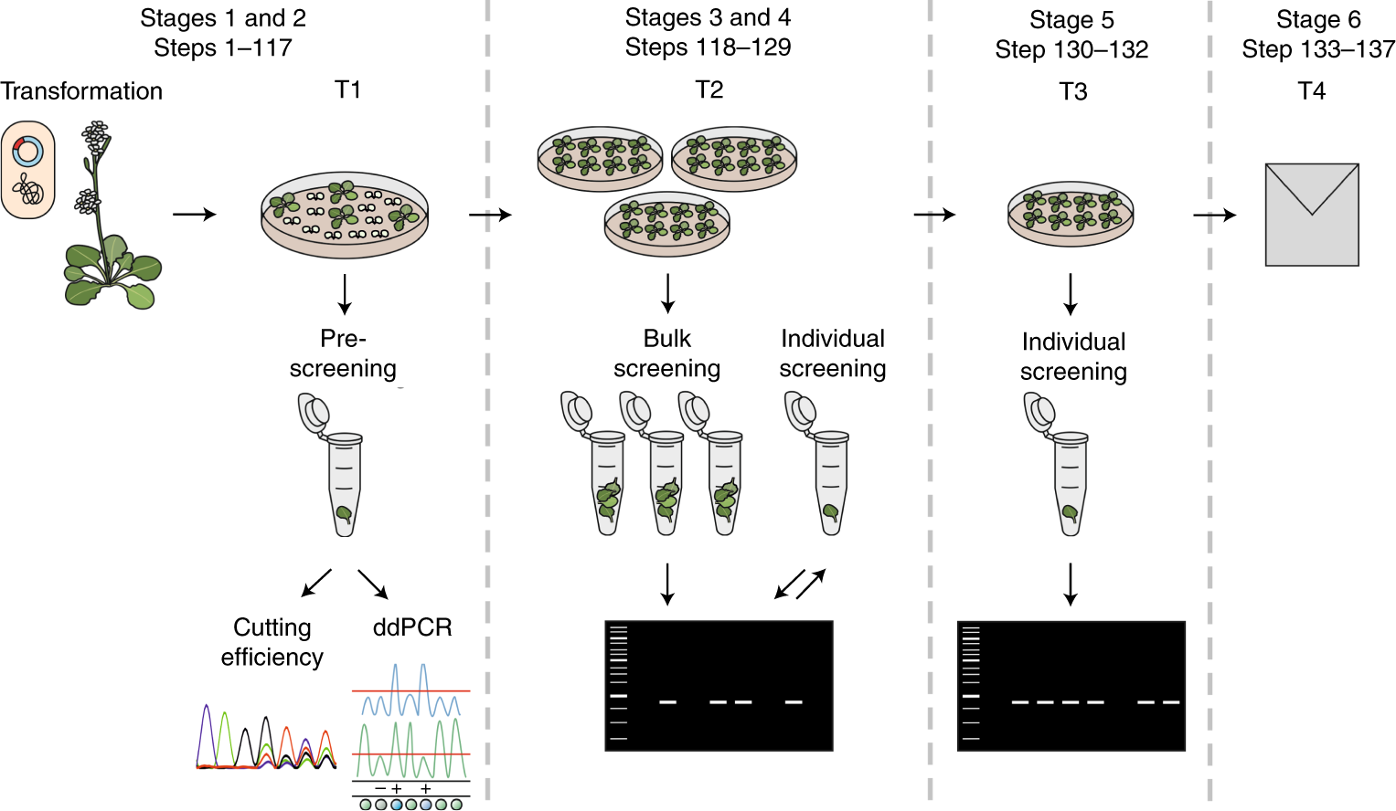 Fig. 2: Screening strategy for the identification of chromosomal rearrangements and establishment of homozygous lines.