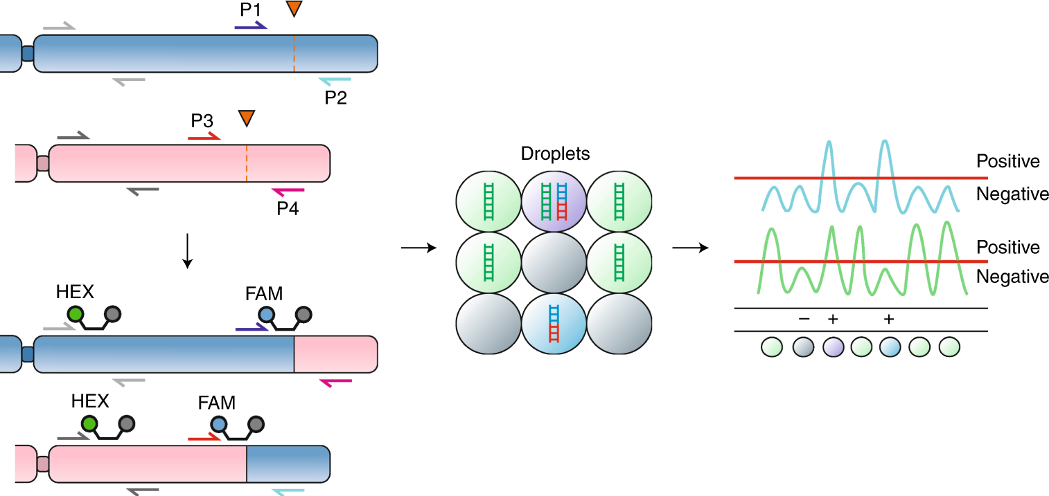 Fig. 3: Principle of a probe-based duplex assay to measure translocation efficiency.