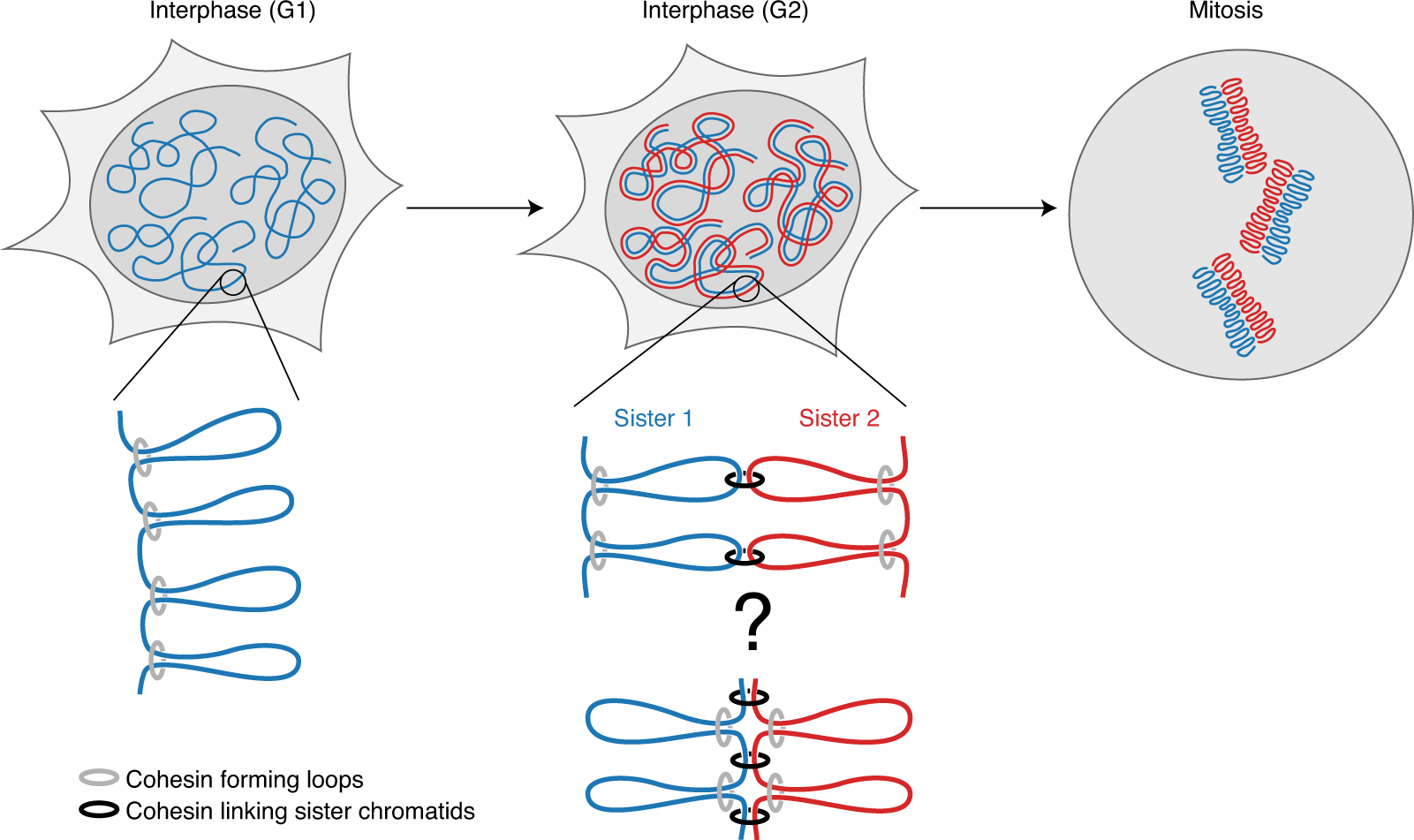 Fig. 1: Genome organization throughout the cell cycle.
