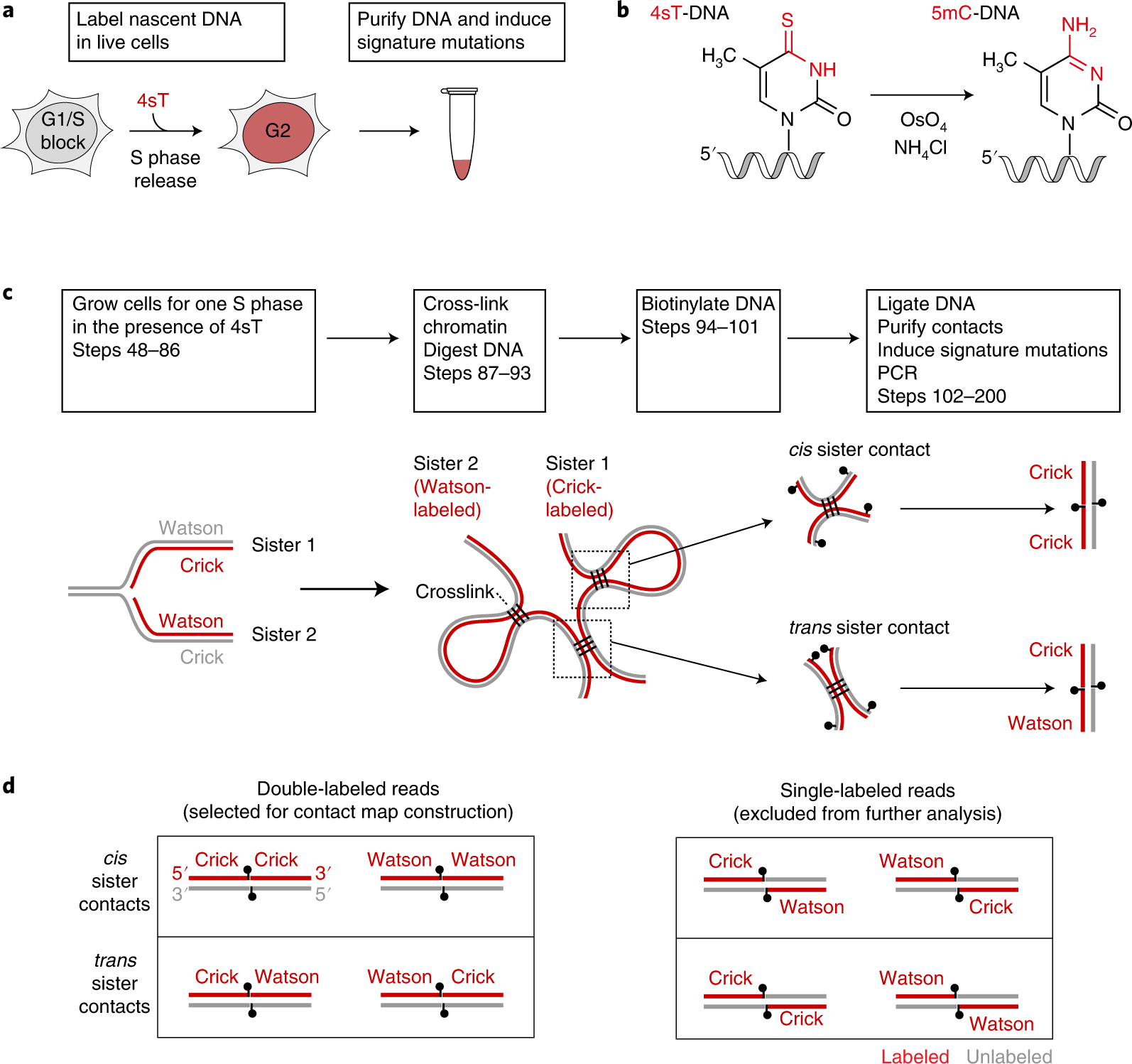 Fig. 2: Overview of scsHi-C methodology.