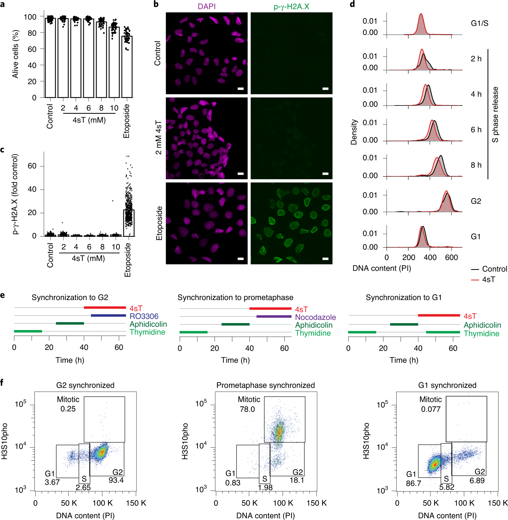 Fig. 3: Assessing 4sT toxicity in HeLa cells.
