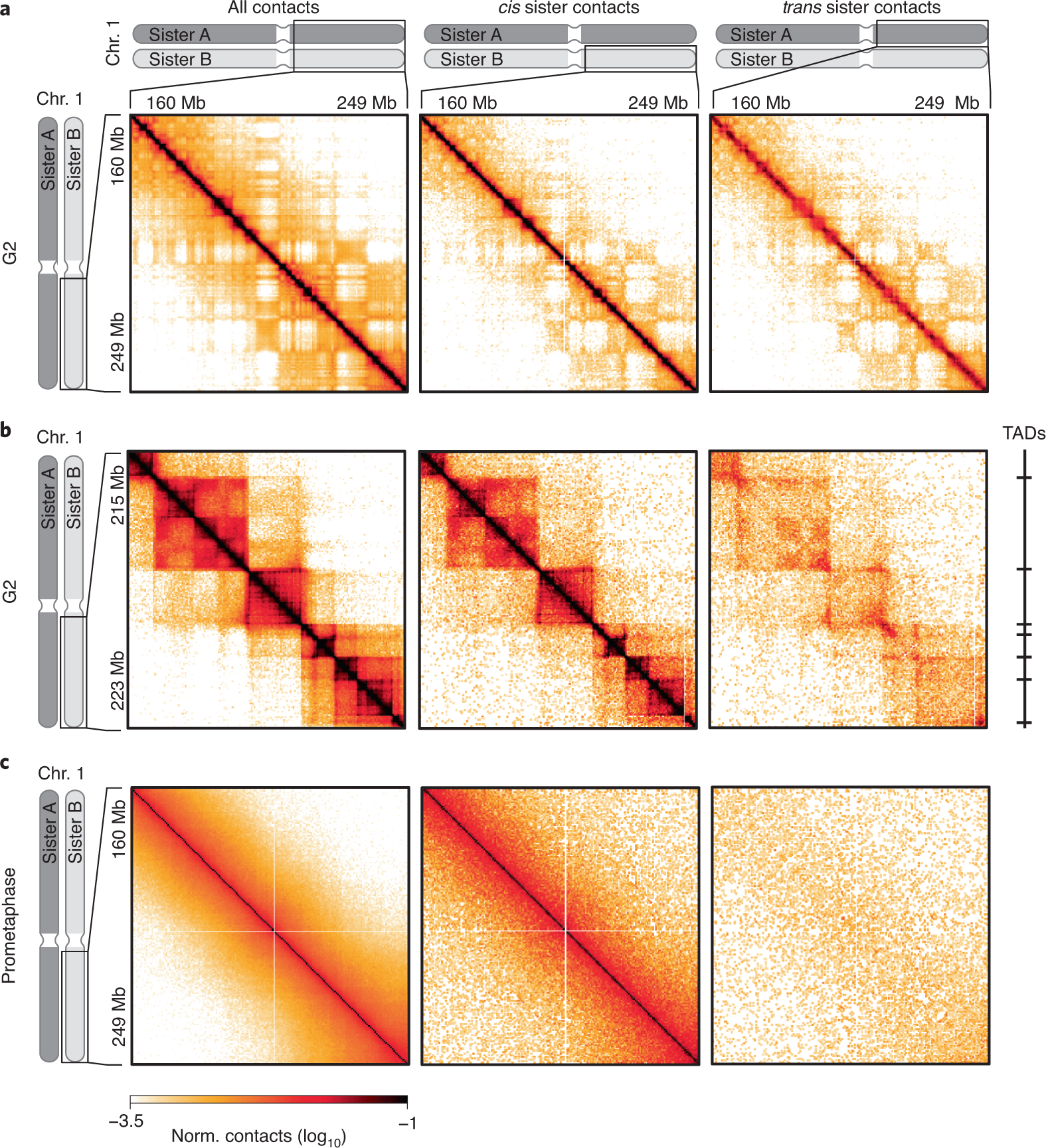 Fig. 5: Genome-wide maps of sister chromatid contacts.