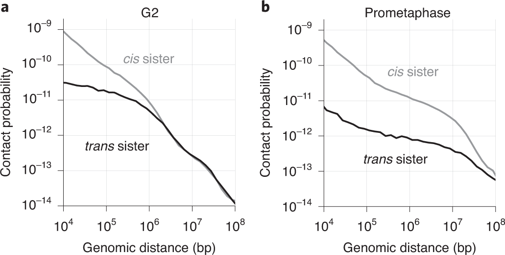Fig. 6: Average contact probabilities over different genomic intervals.