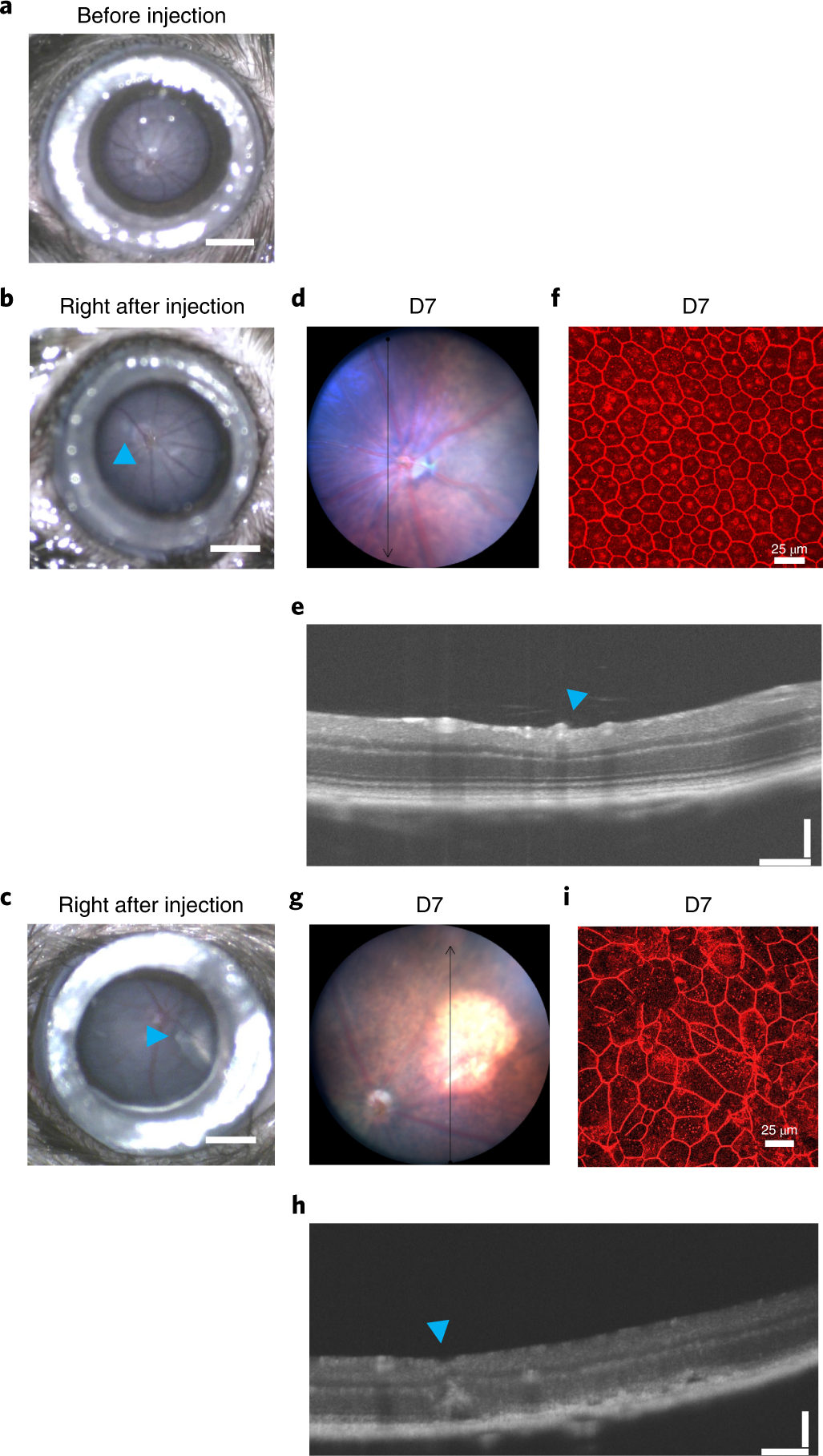 Fig. 3: Representative images of a proper and improper SRI procedure to study the RPE phenotype.