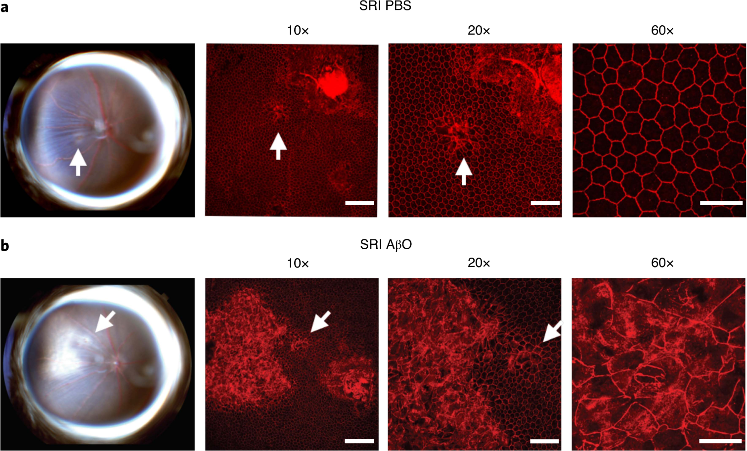 Fig. 6: Identification of the injection site in mouse RPE flat mounts.