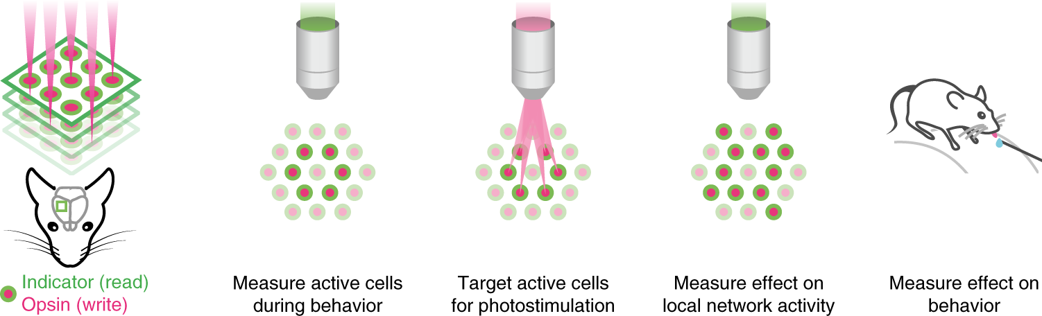 Fig. 1: Conceptual goals of all-optical interrogation experiments.