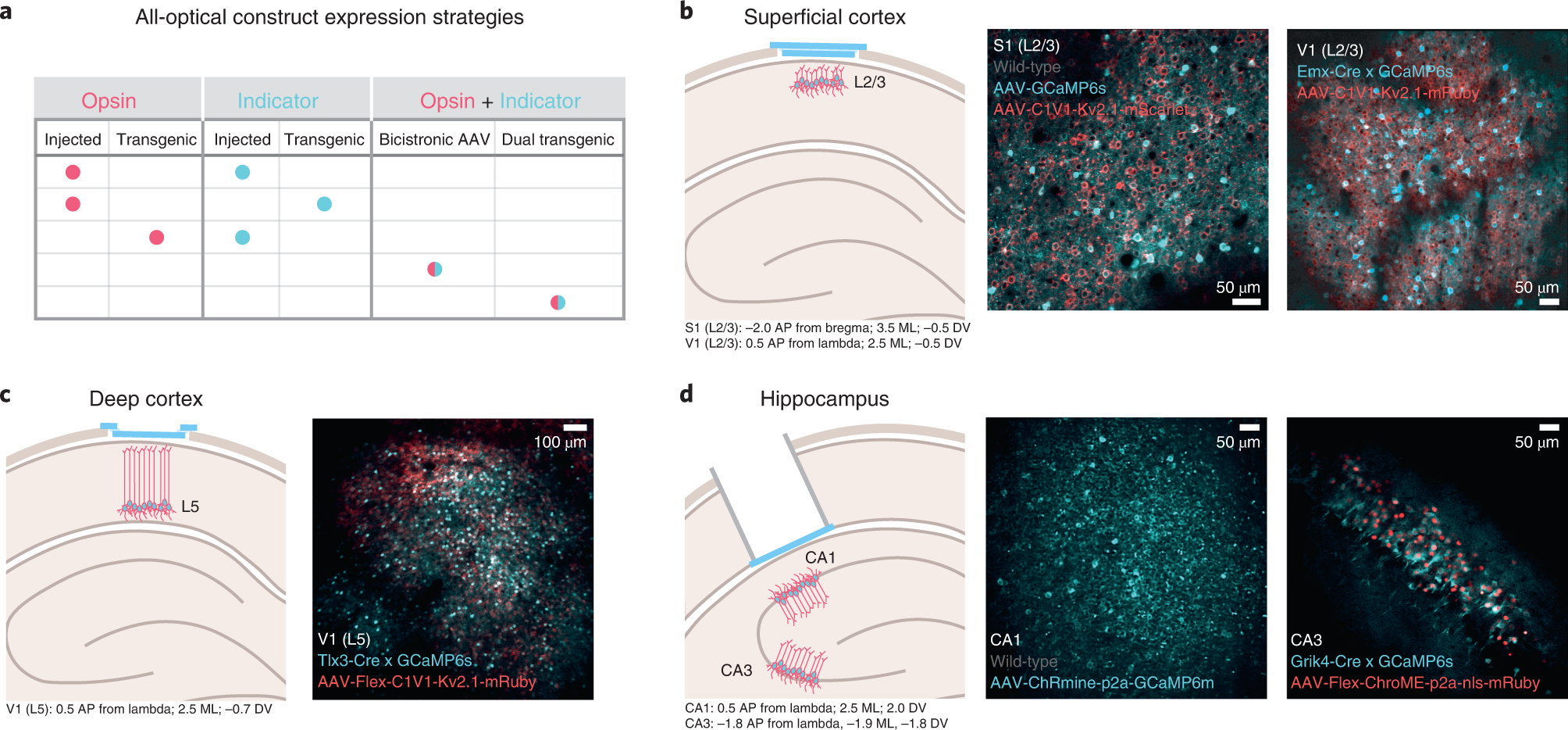Fig. 5: Inducing and checking expression of all-optical constructs.