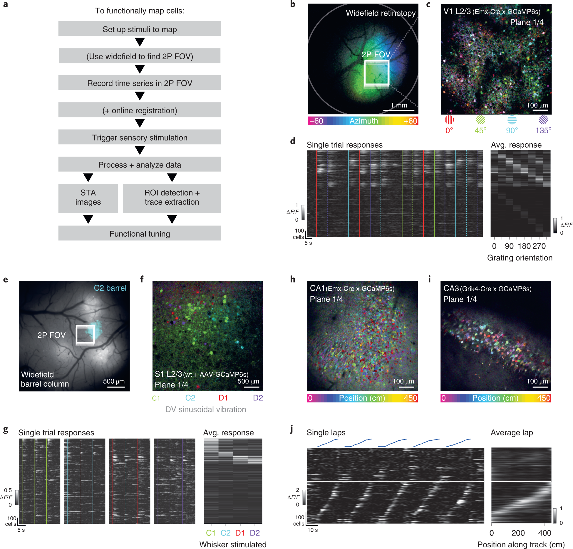Fig. 7: Mapping functional responses online.