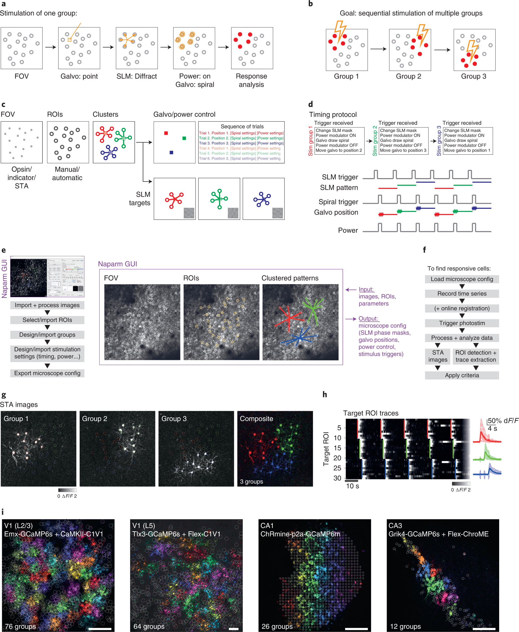 Fig. 8: Mapping photoactivatable neurons.