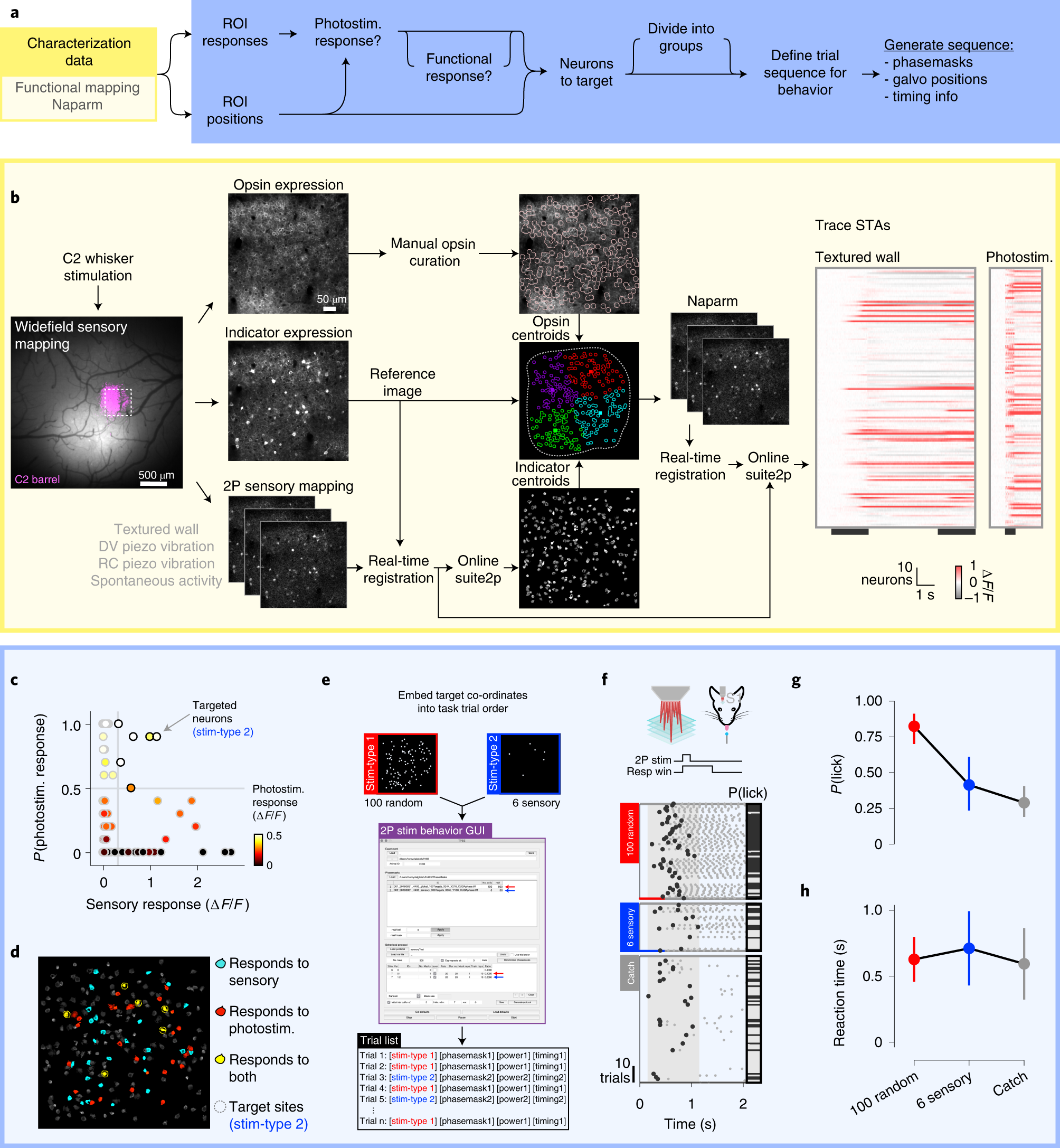 Fig. 9: A worked example: probing the perceptual salience of sensory-responsive neurons in the L2/3 barrel cortex by using targeted two-photon optogenetic stimulation.