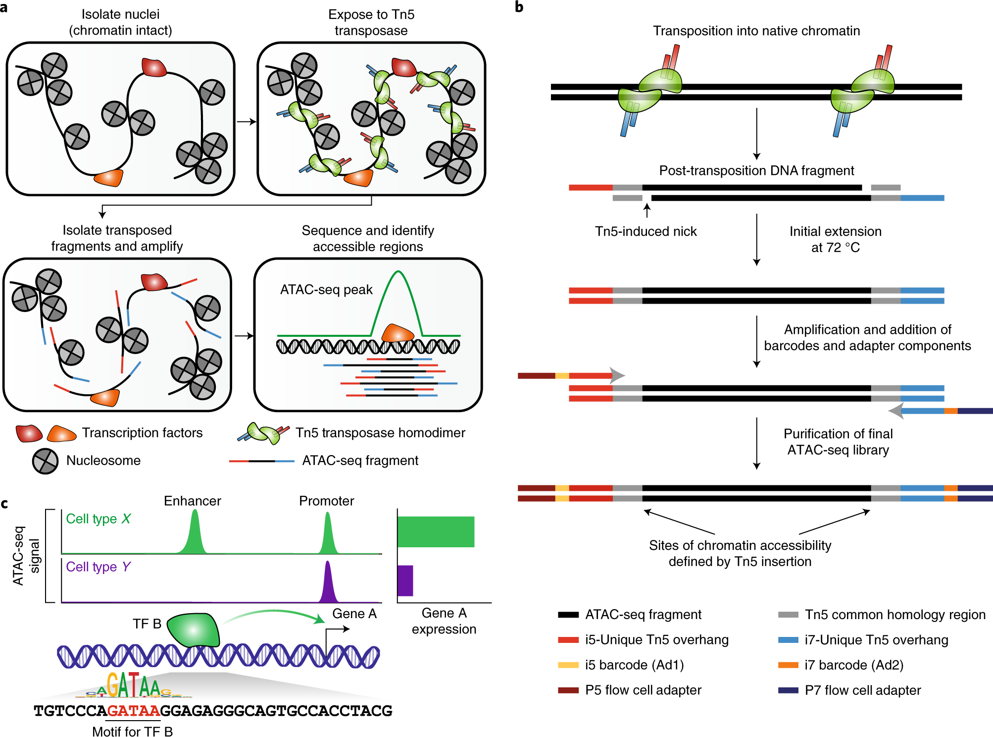 Fig. 1: Schematic of the ATAC-seq transposition reaction and library preparation.