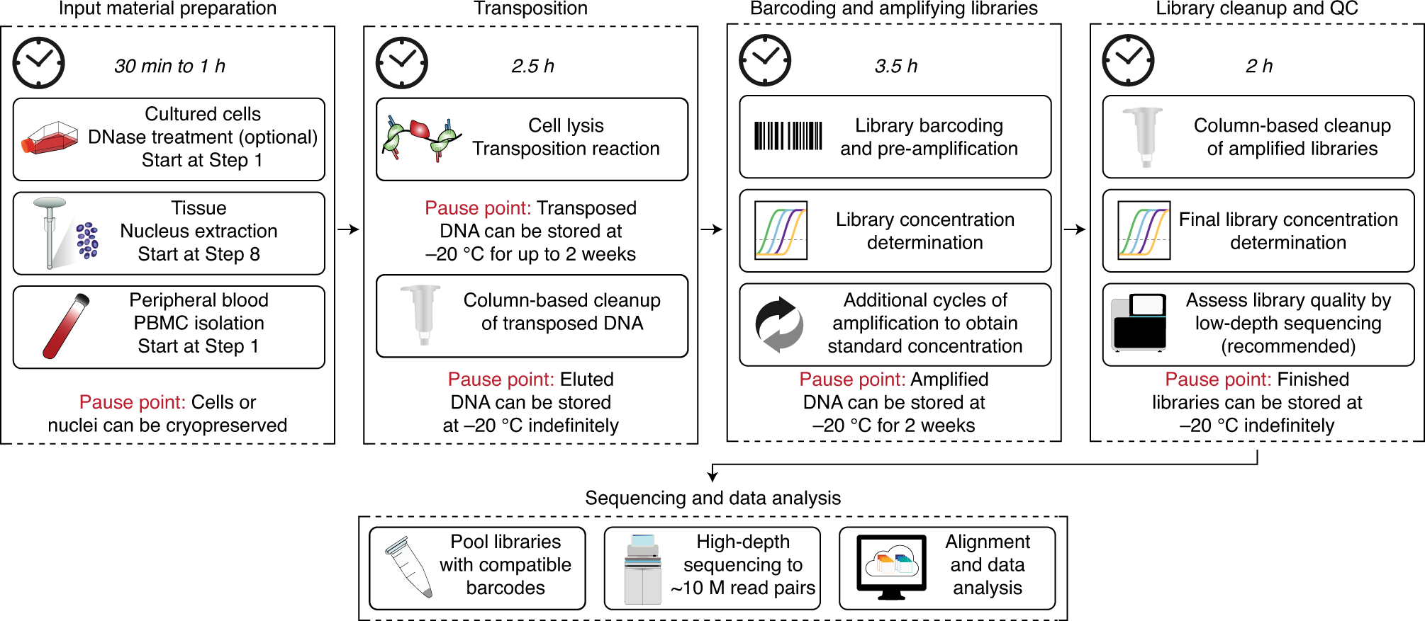 Fig. 2: Schematic overview of ATAC-seq protocol.