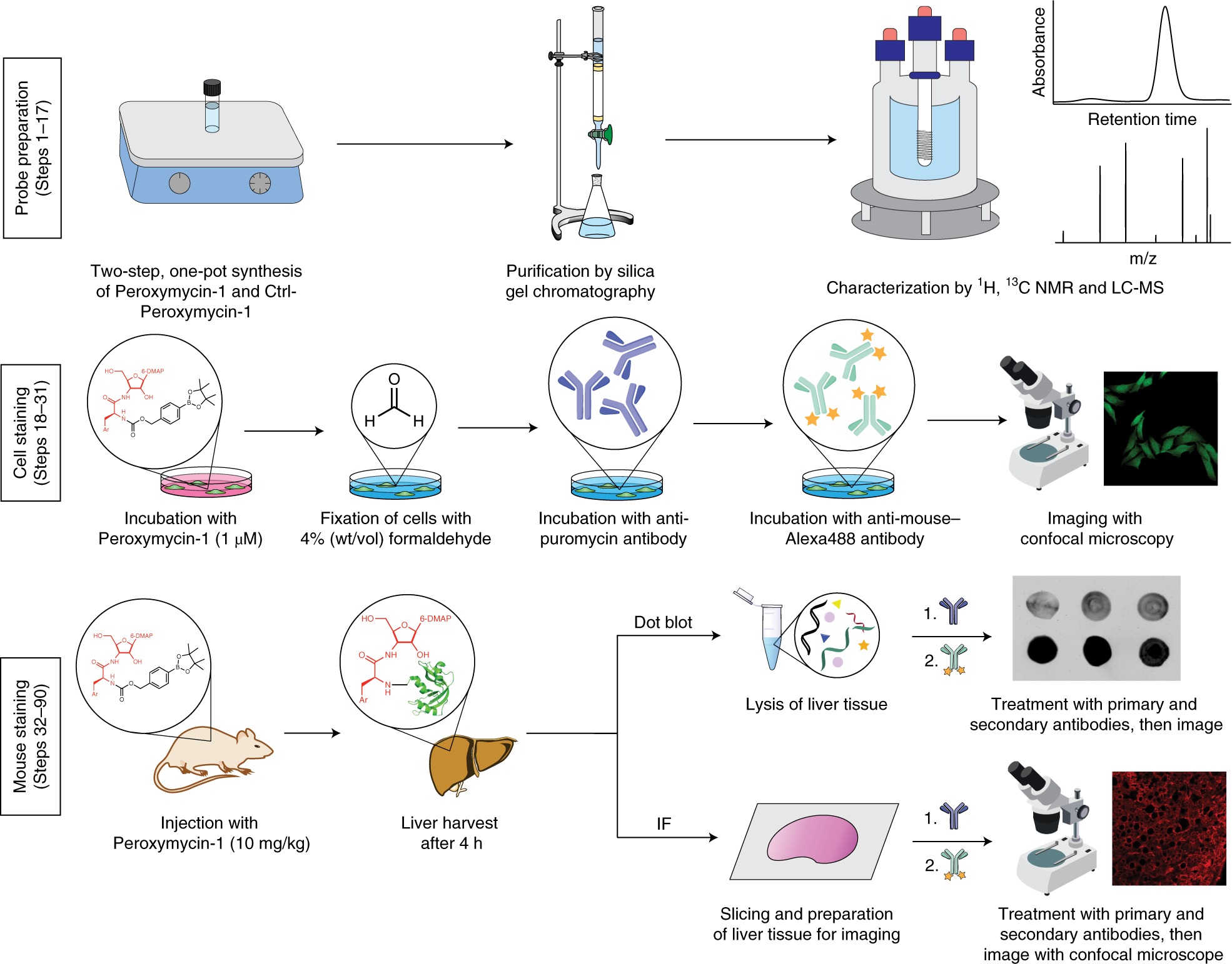 Fig. 1: Overview of hydrogen peroxide detection with Peroxymycin-1 in cells and mice.