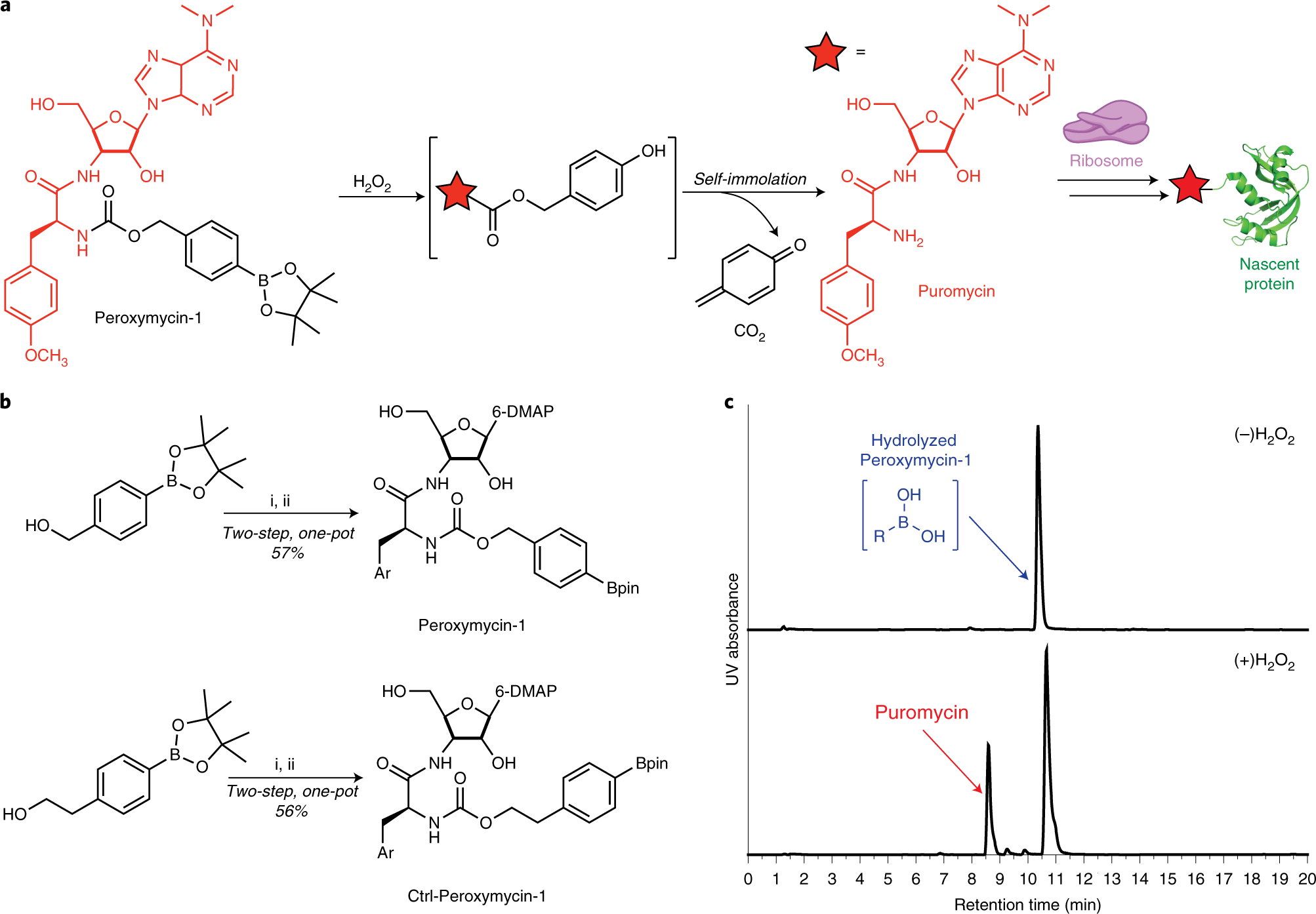 Fig. 2: Synthetic and mechanistic scheme of Peroxymycin-1.