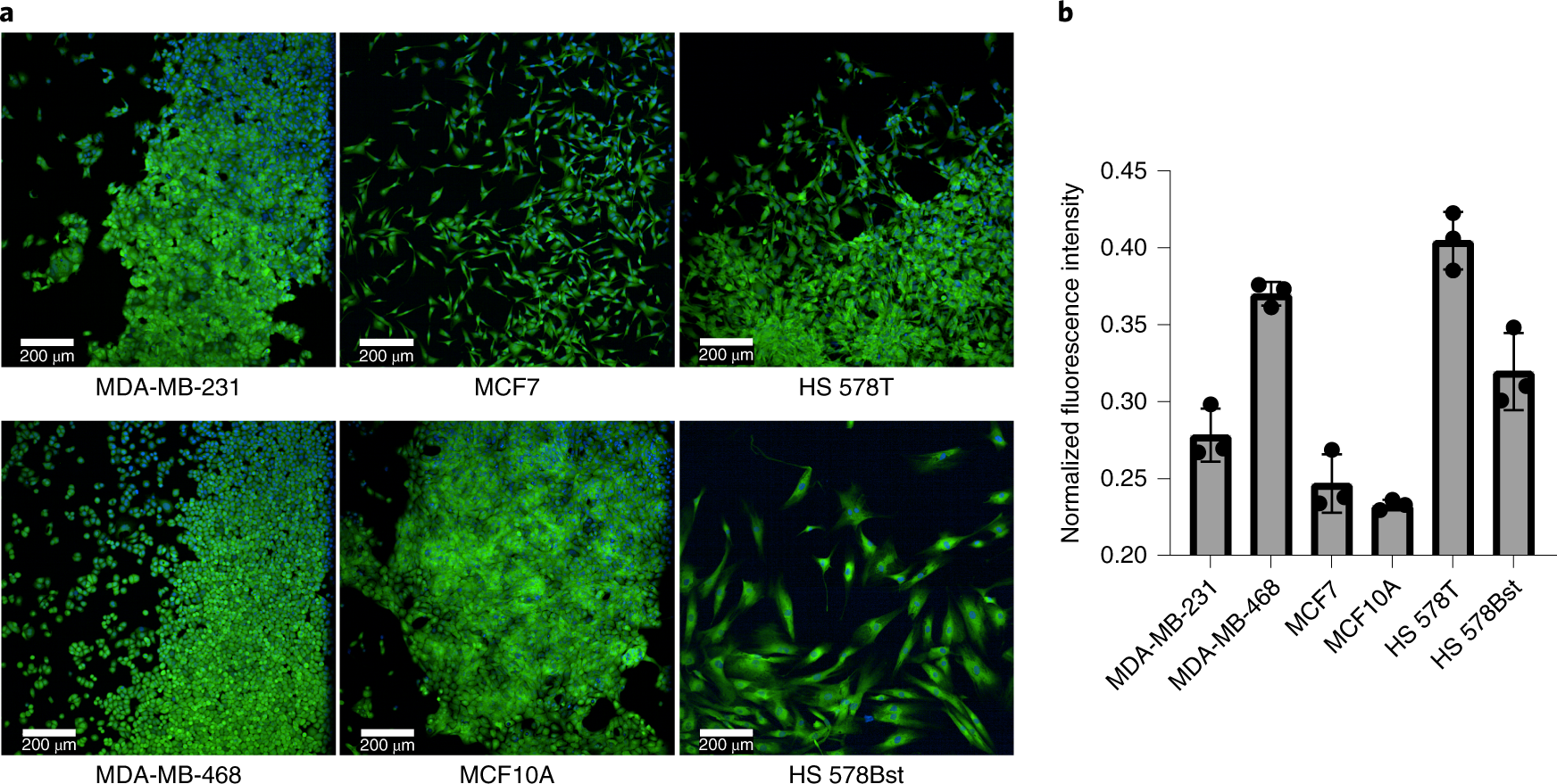 Fig. 4: Confocal microscopy images of endogenous H2O2 detection by using Peroxymycin-1.