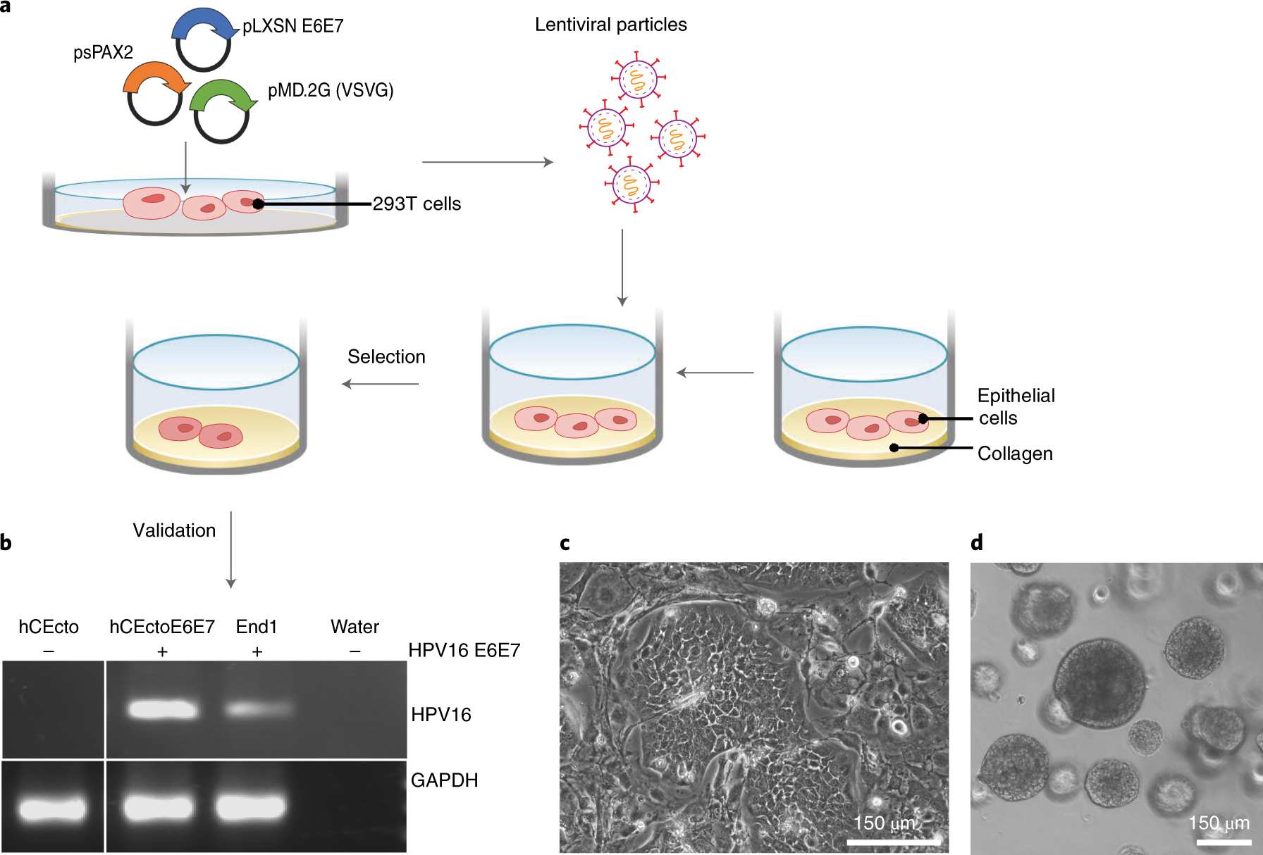 Fig. 3: Genetic manipulation of human ectocervical stem cells and organoid generation.