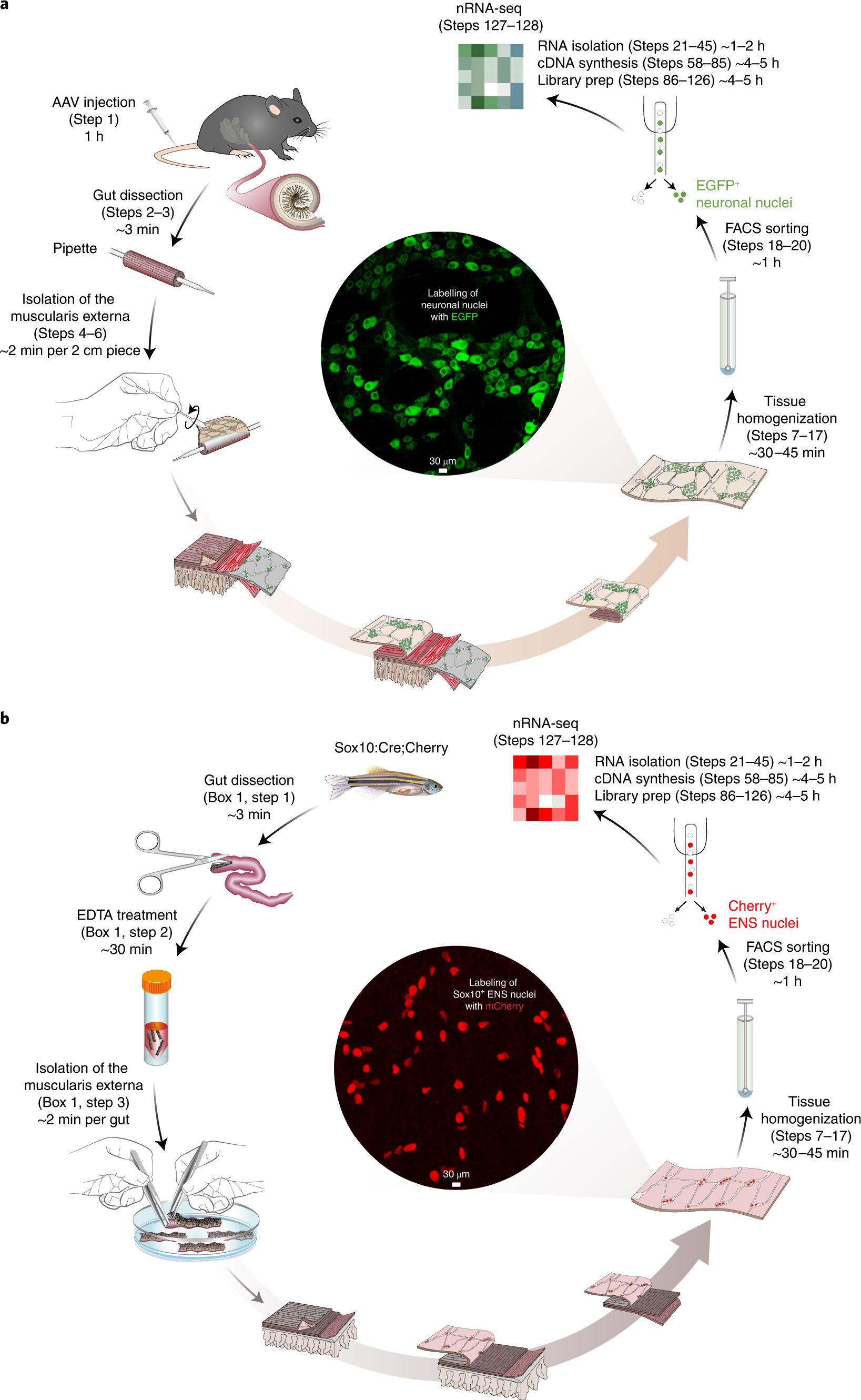Fig. 1: Experimental outline for labeling and isolation of ENS-derived nuclei from mouse or zebrafish.