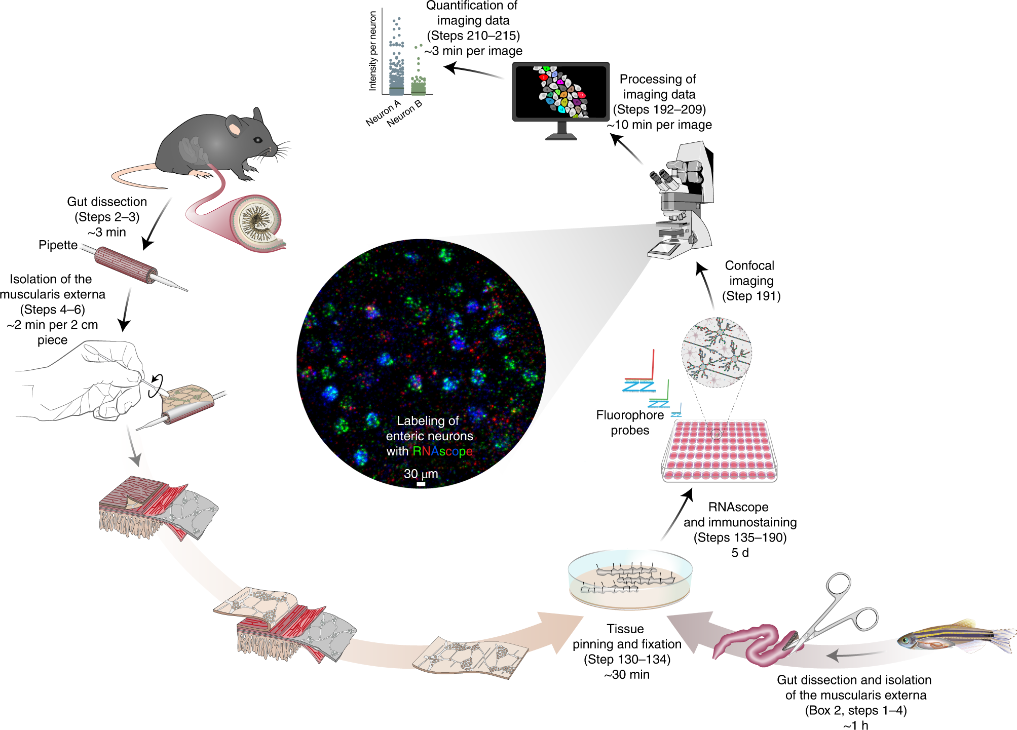 Fig. 2: Experimental outline for visualization and quantification of gene expression in ENS tissues.