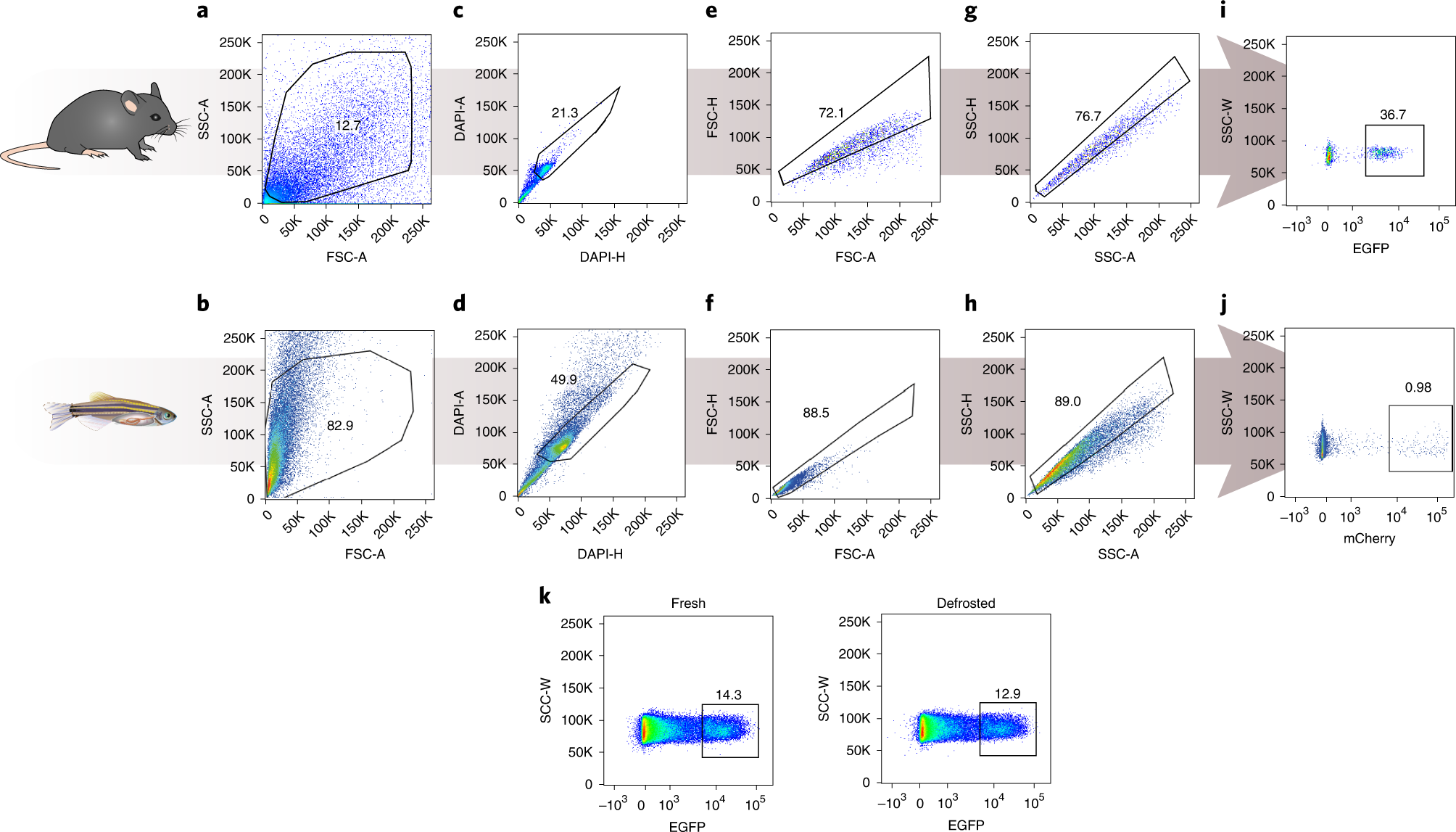 Fig. 3: Gating strategy to sort neuronal nuclei from mouse or zebrafish intestinal muscularis externa.