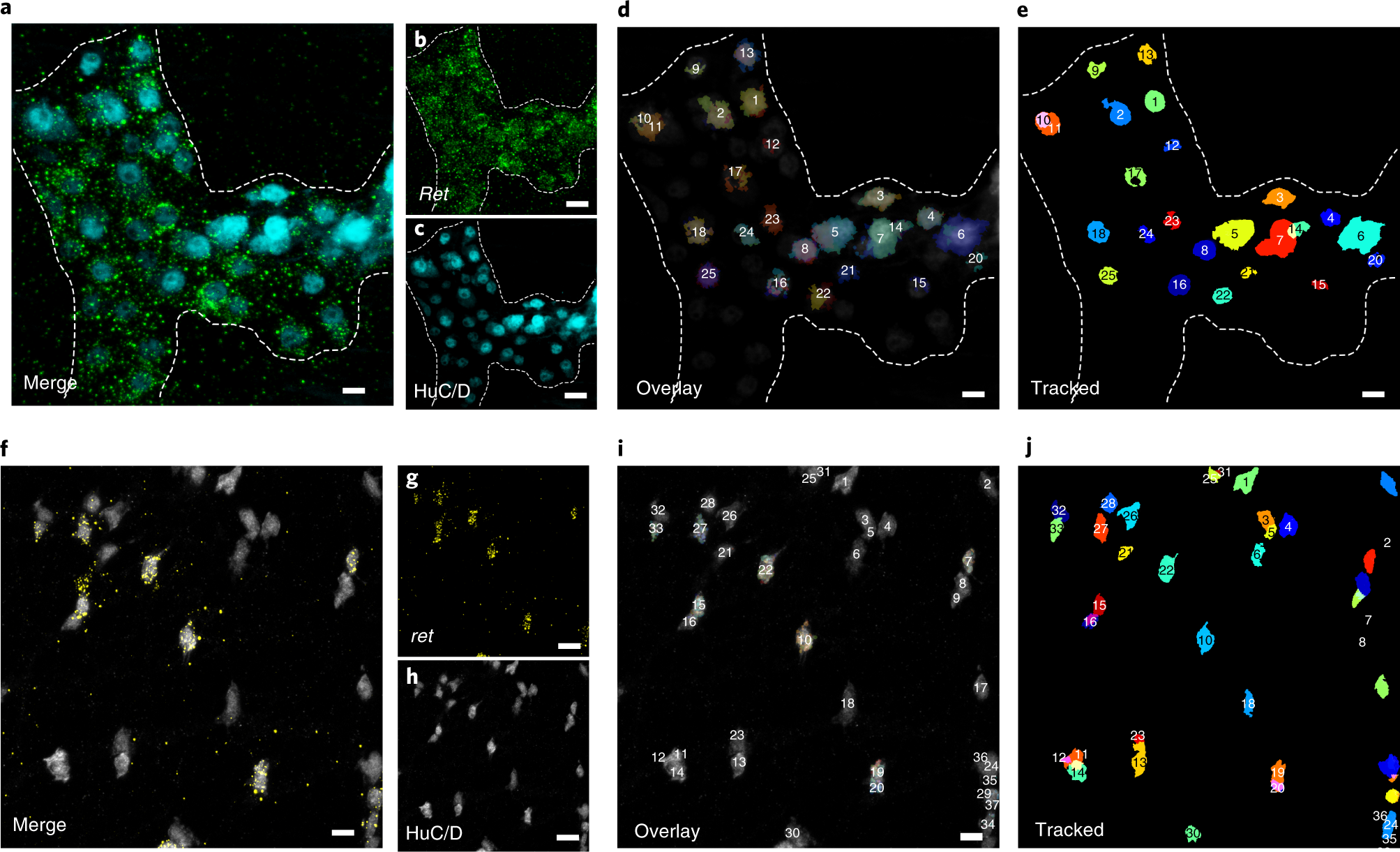 Fig. 5: Quantification of neuronal gene expression in the myenteric plexus.