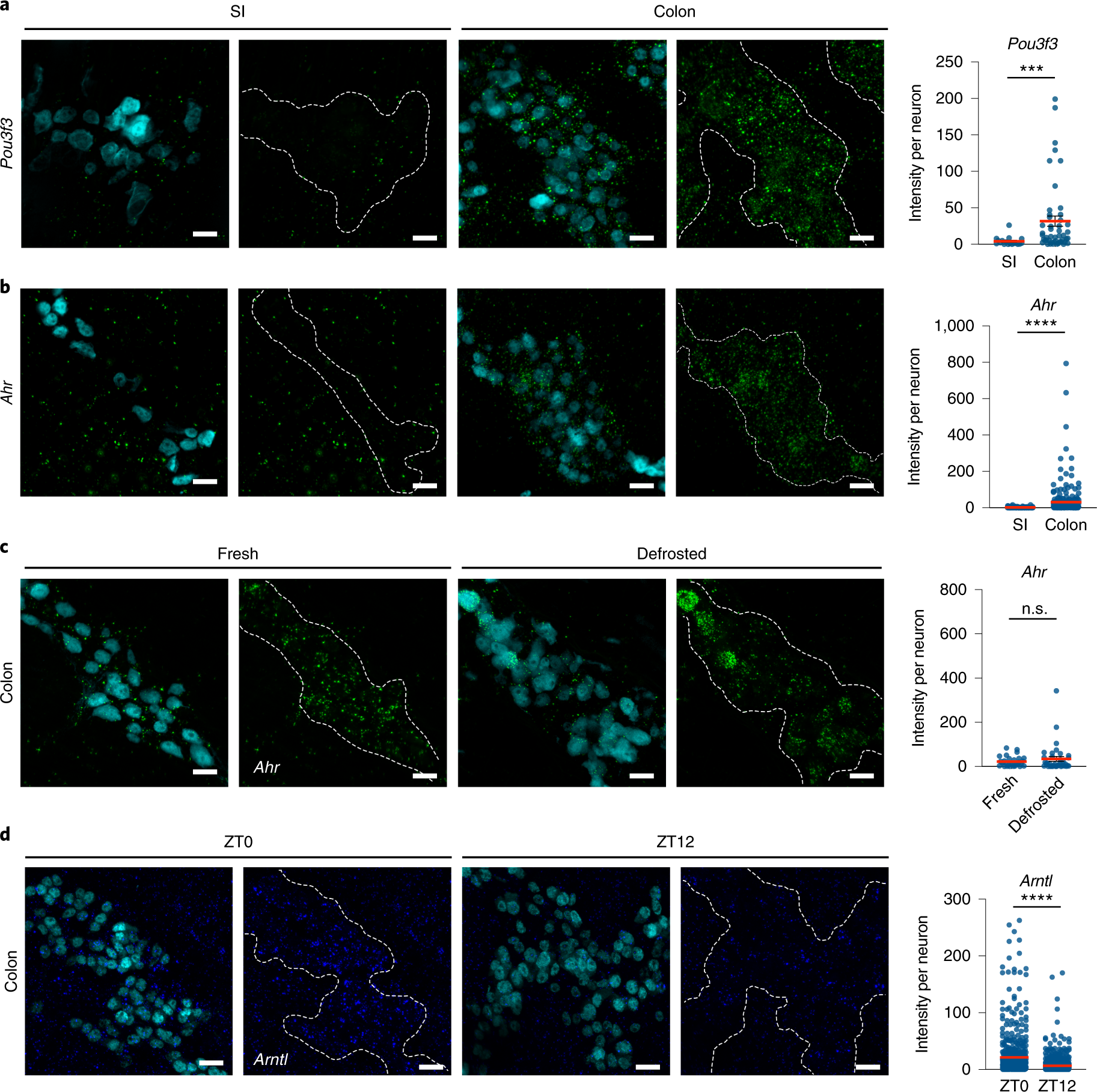 Fig. 6: RNAscope analysis of enteric neurons in different tissue conditions.