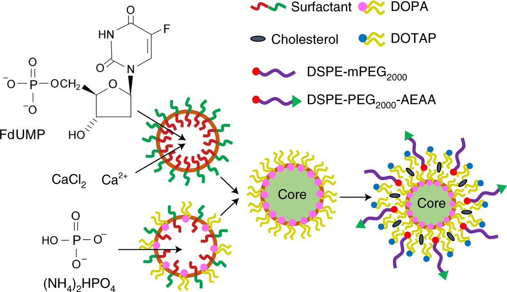 Fig. 2: Schematic representation of Nano-FdUMP developed in microemulsions by using the nanoprecipitation technique.