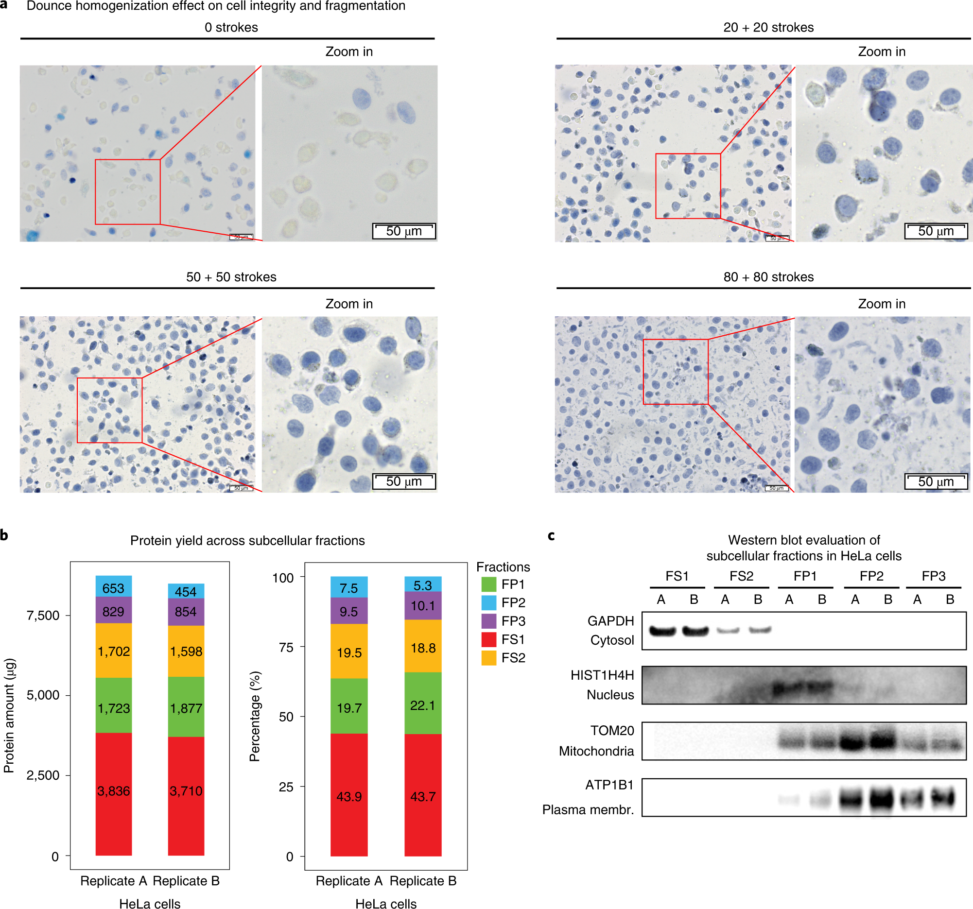 Fig. 3: Subcellular fractionation and MS sample preparation.