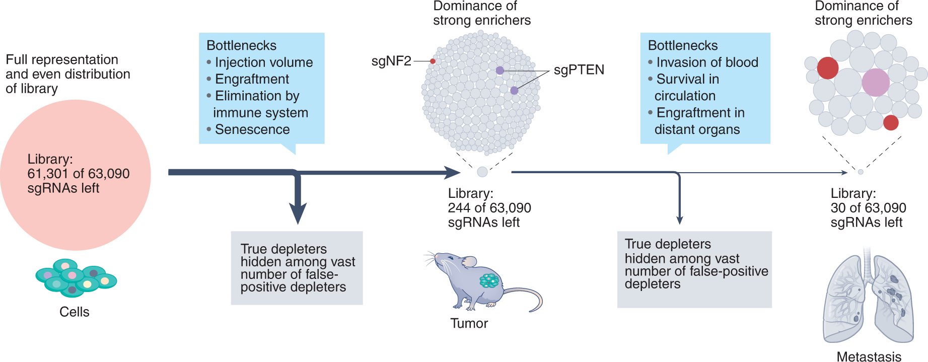Fig. 10: Various bottlenecks during a transplantation-based in vivo screen impact library representation and lead to the dominance of strong enrichers.