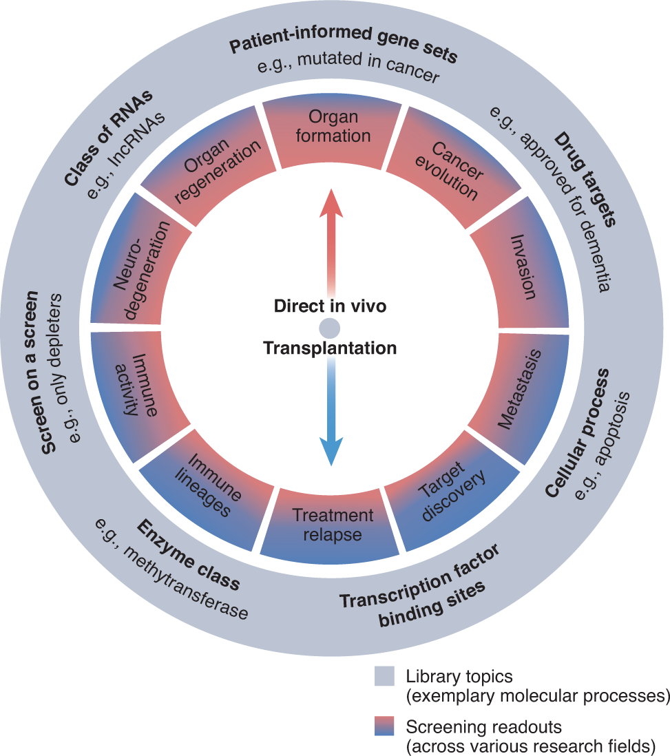 Fig. 1: In vivo screening phenotypes and examples of focused libraries.