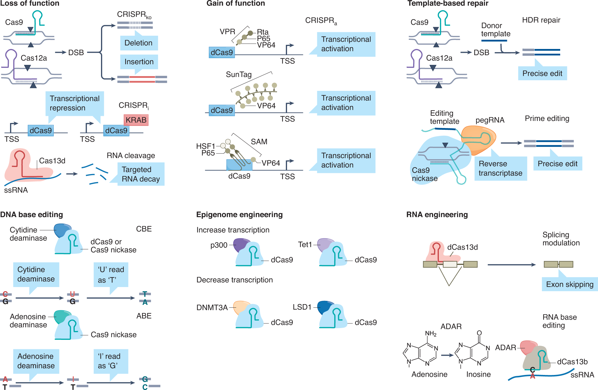 Fig. 2: The spectrum of CRISPR system applications in eukaryotes.